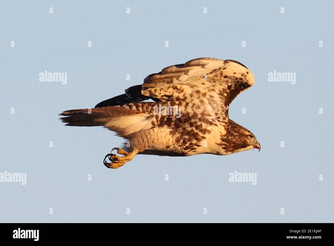 Red Tailed Hawk Juveniles flying and landing Stock Photo