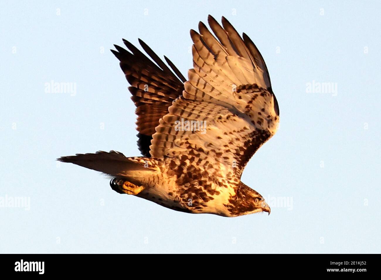 Red Tailed Hawk Juveniles flying and landing Stock Photo