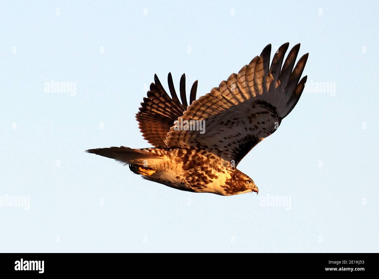 Red Tailed Hawk Juveniles flying and landing Stock Photo