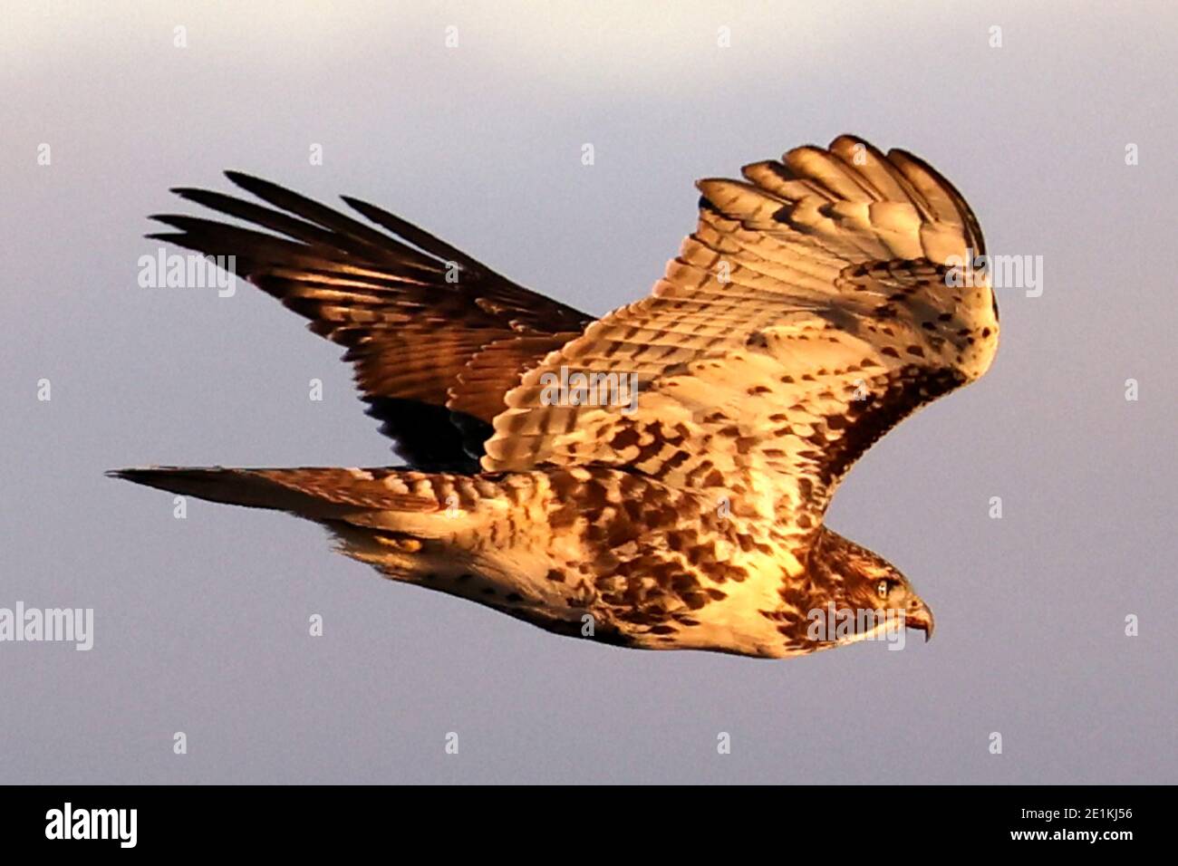 Red Tailed Hawk Juveniles flying and landing Stock Photo