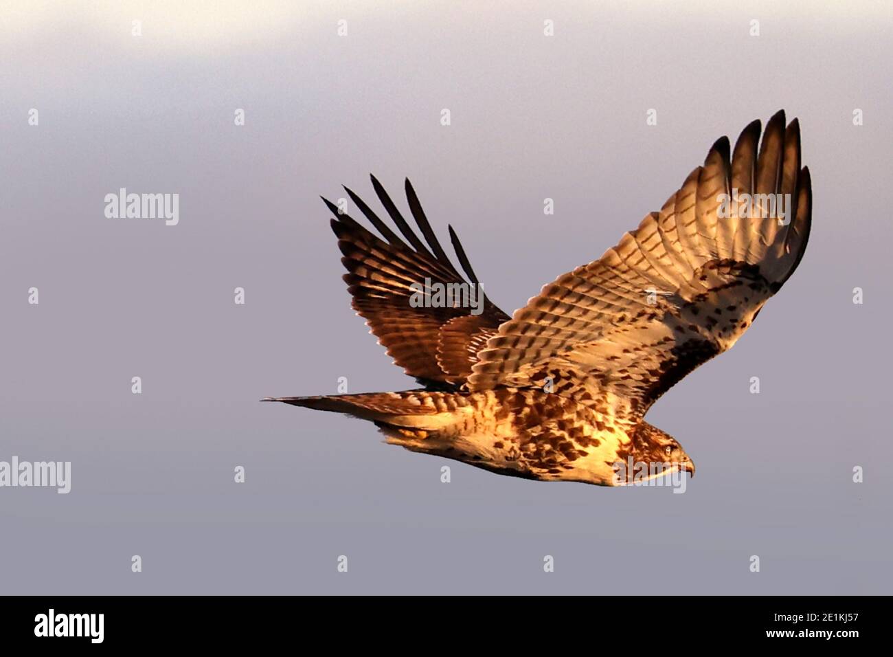 Red Tailed Hawk Juveniles flying and landing Stock Photo