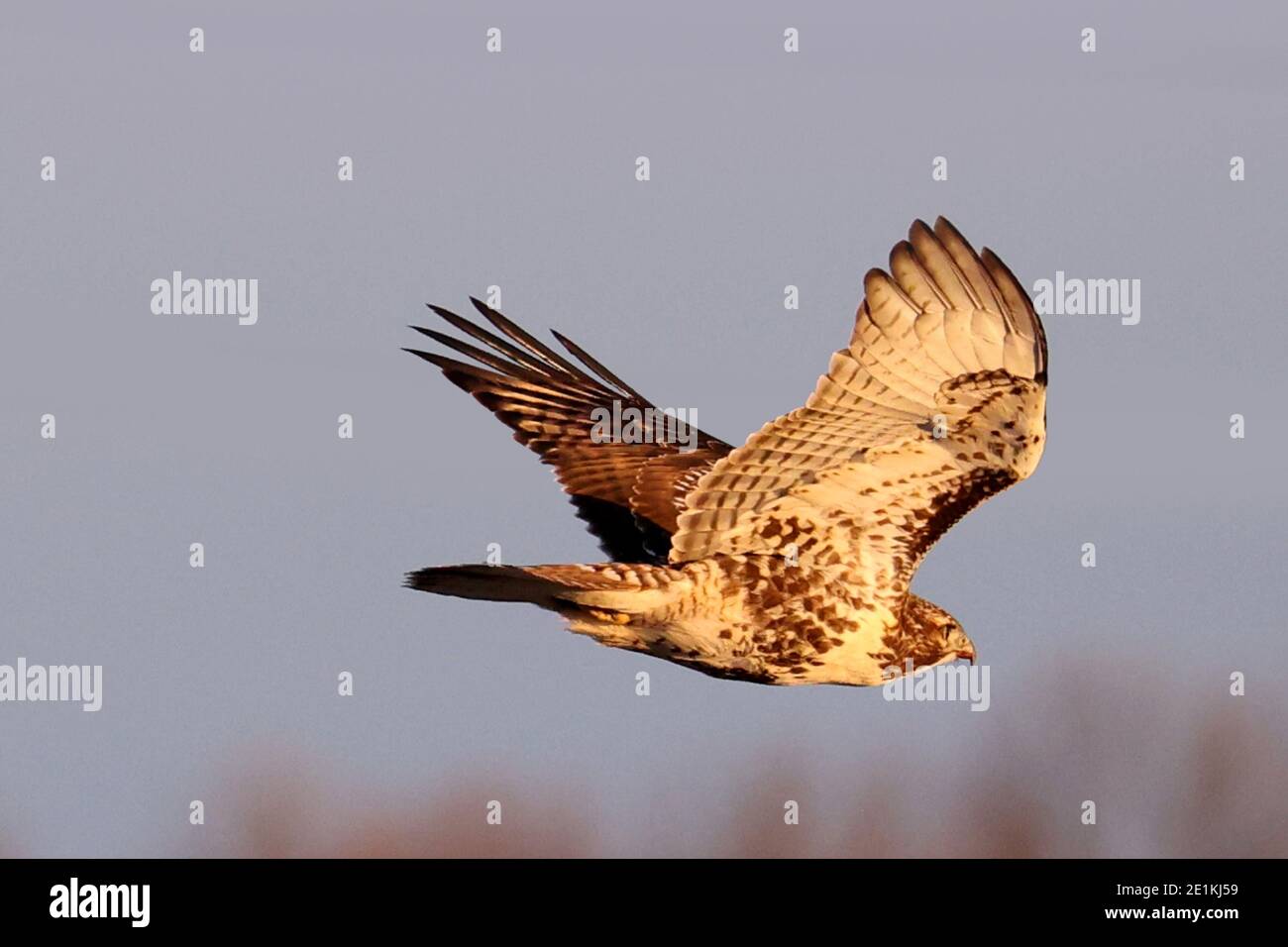Red Tailed Hawk Juveniles flying and landing Stock Photo