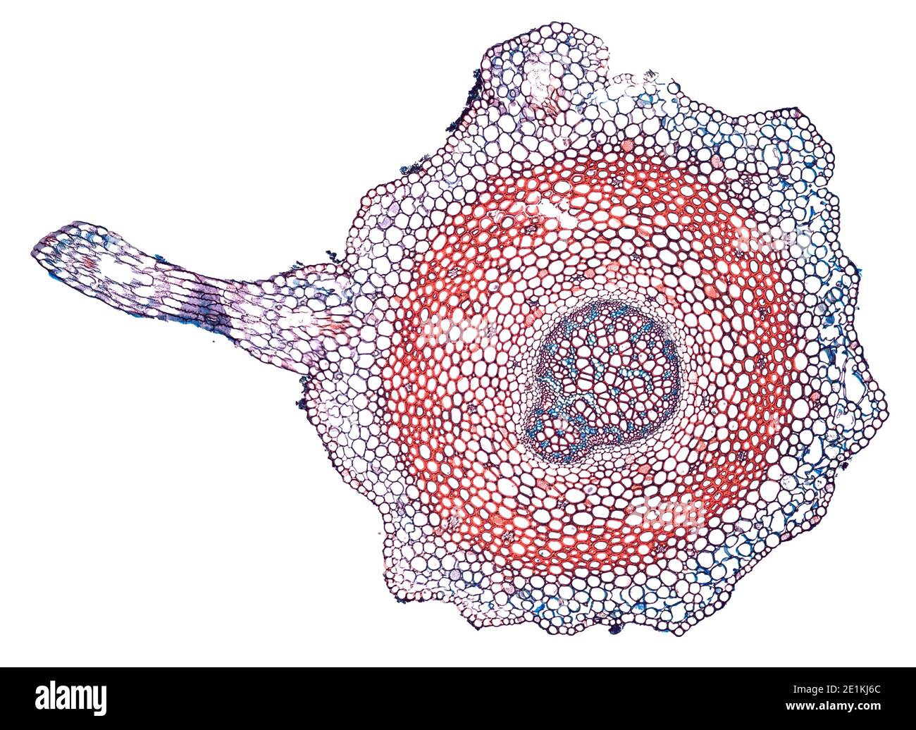 cross section cut under the microscope microscopic view of plant