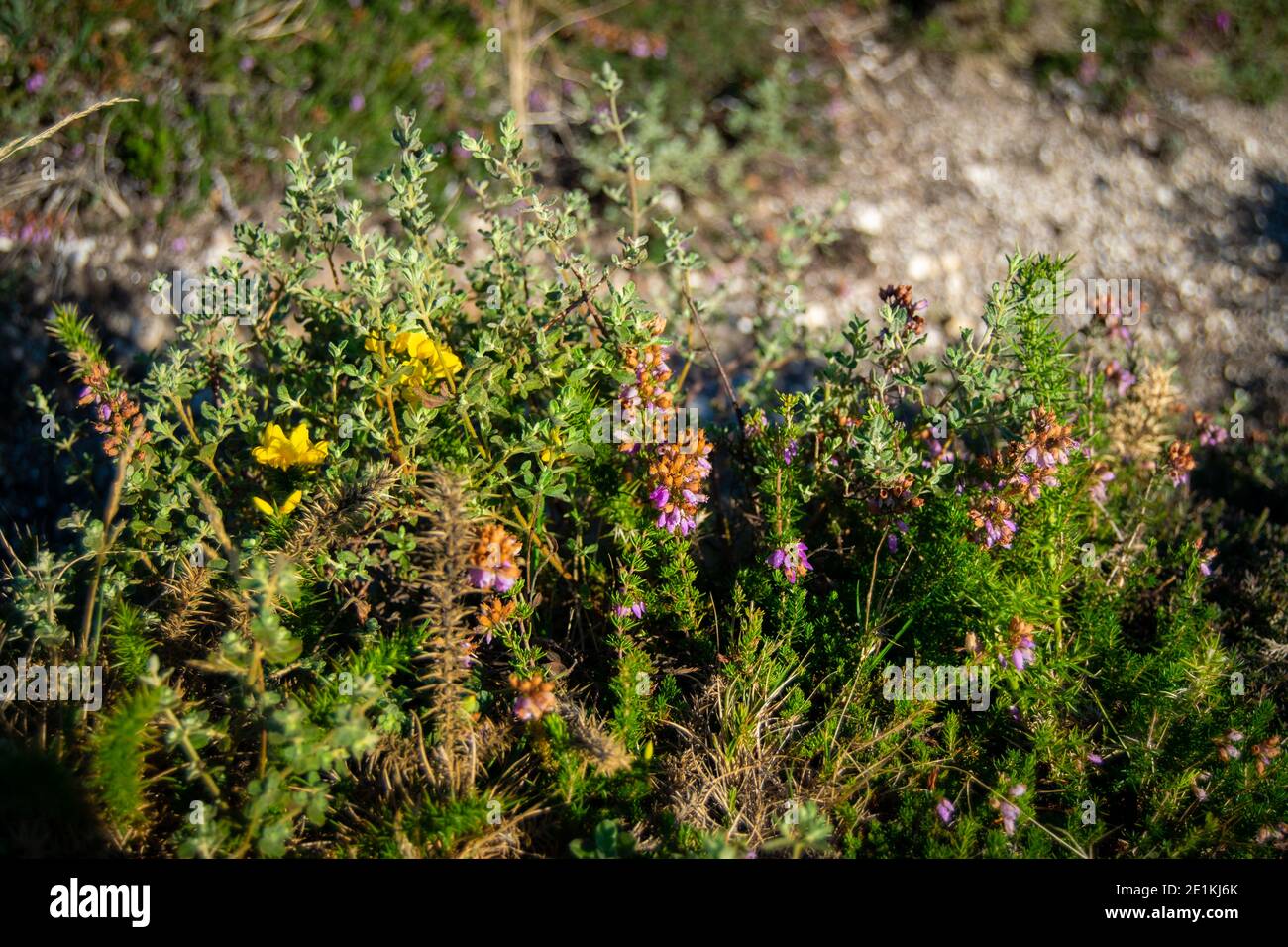 North Portugal flora Erica Cinerea Stock Photo