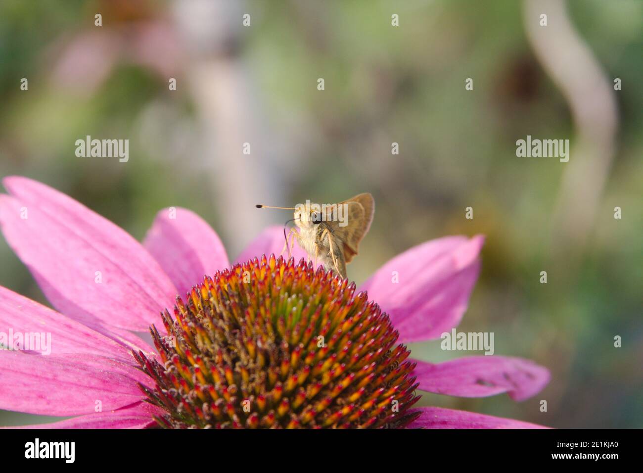 Skipper butterfly (Hesperiidae) eating from a purple coneflower Stock Photo
