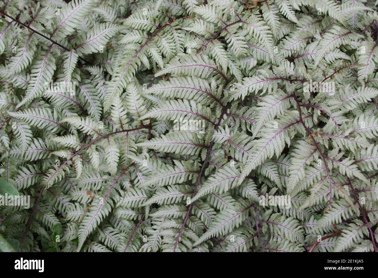 Fern garden japanese hi-res stock photography and images - Alamy