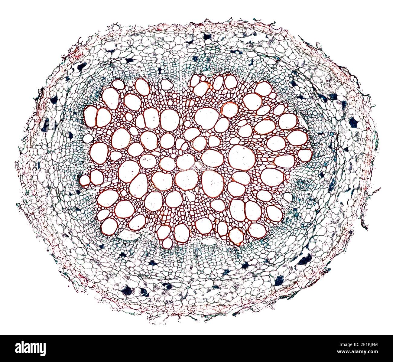 cross section cut under the microscope microscopic view of plant