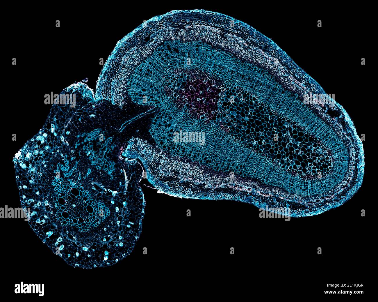 cross section cut under the microscope microscopic view of plant
