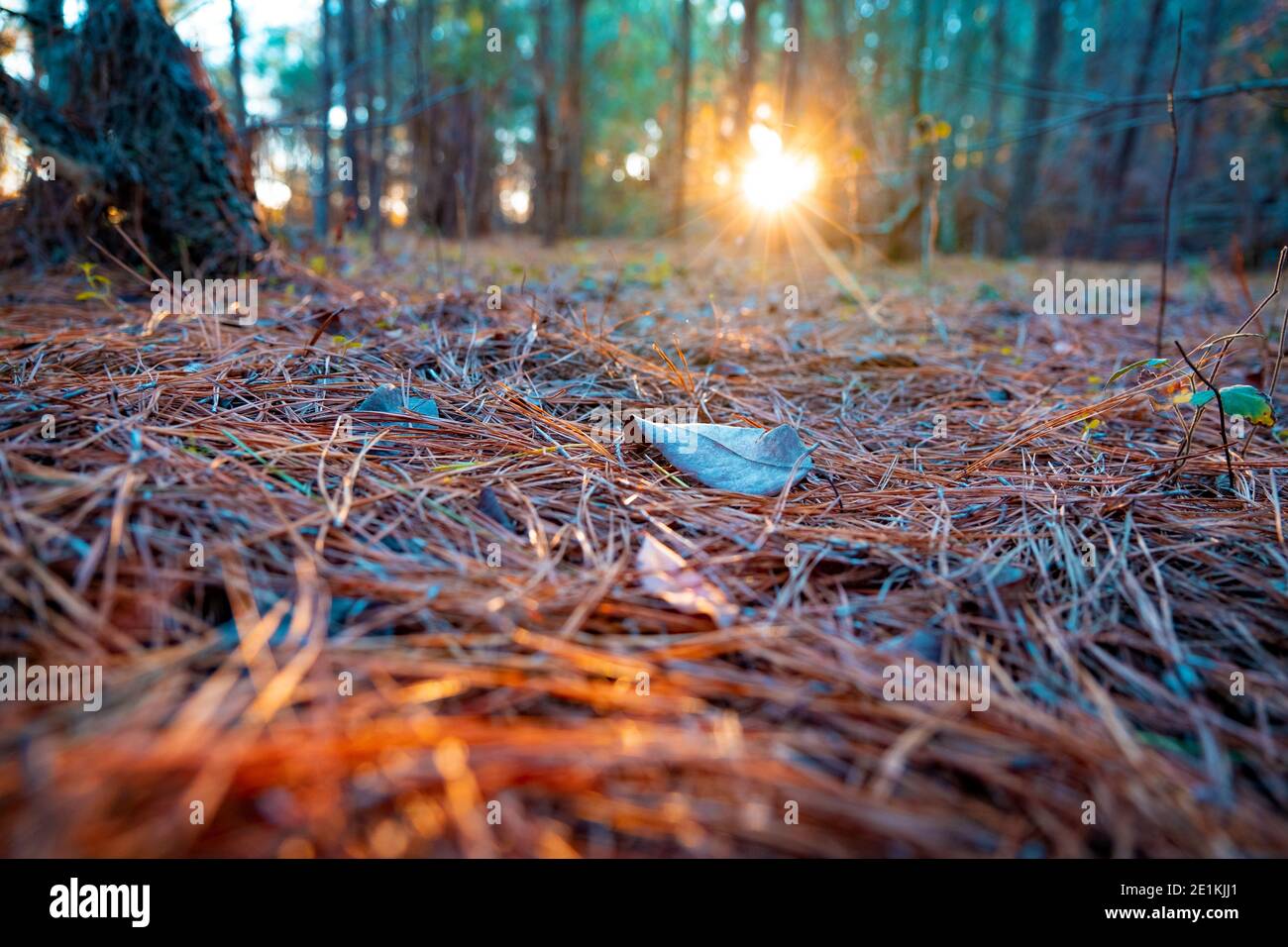 Plant A Tree Program Earth Conservation Grown Sunset Stock Photo