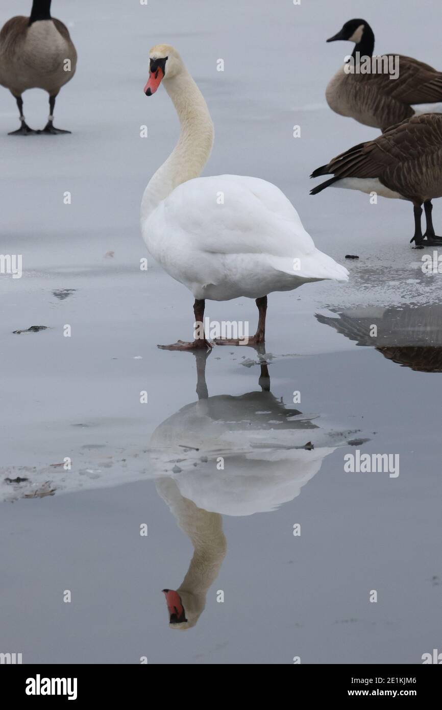 Mute Swans in winter in icy lake Stock Photo