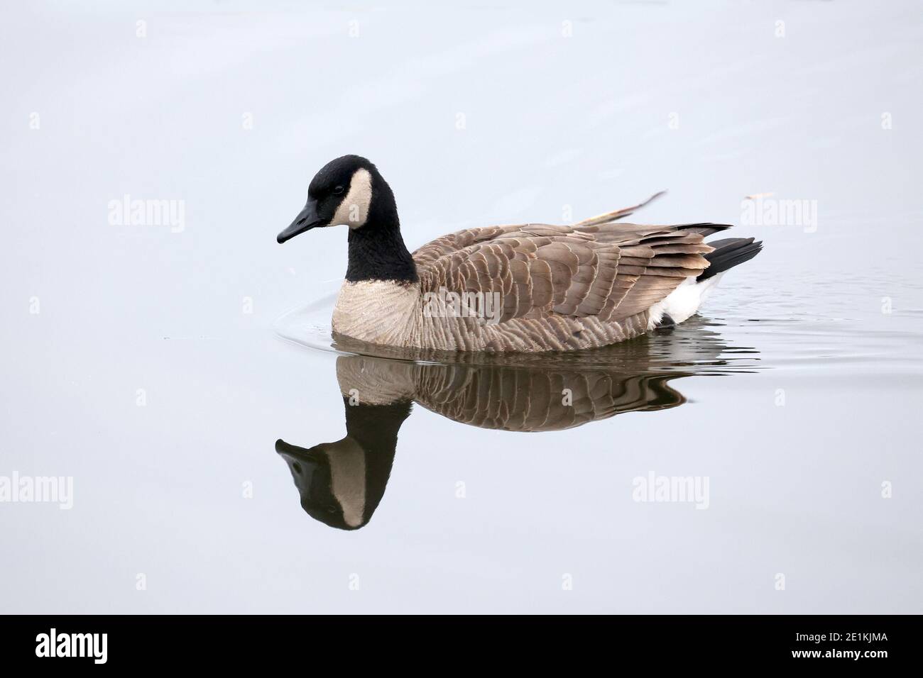 Canada Geese at lake in winter Stock Photo