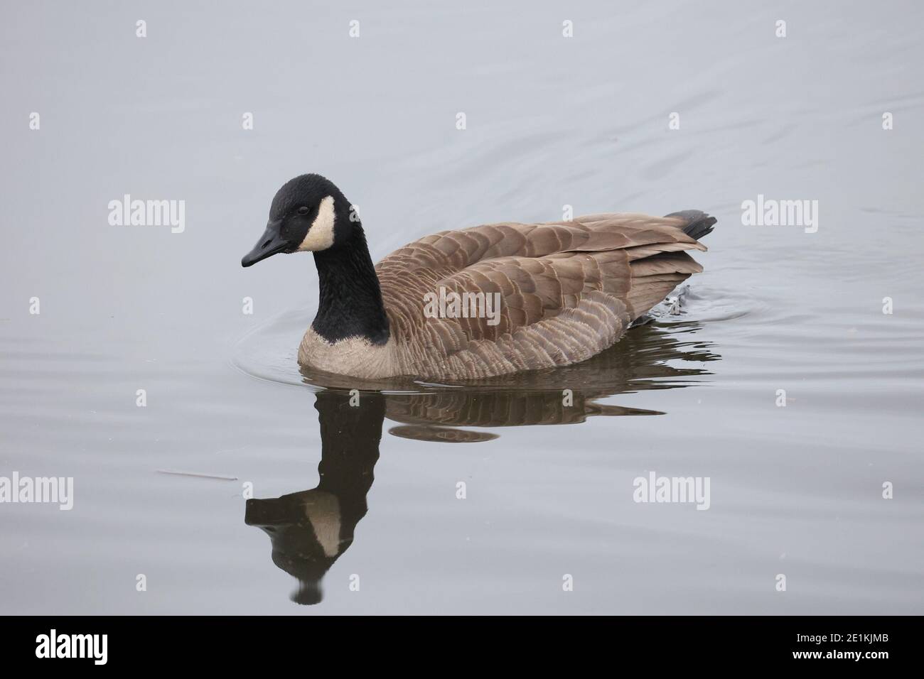 Canada Geese at lake in winter Stock Photo