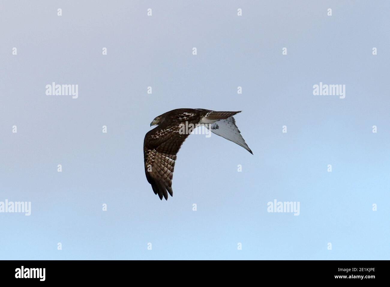 Red Tailed Hawk Juveniles flying and landing Stock Photo