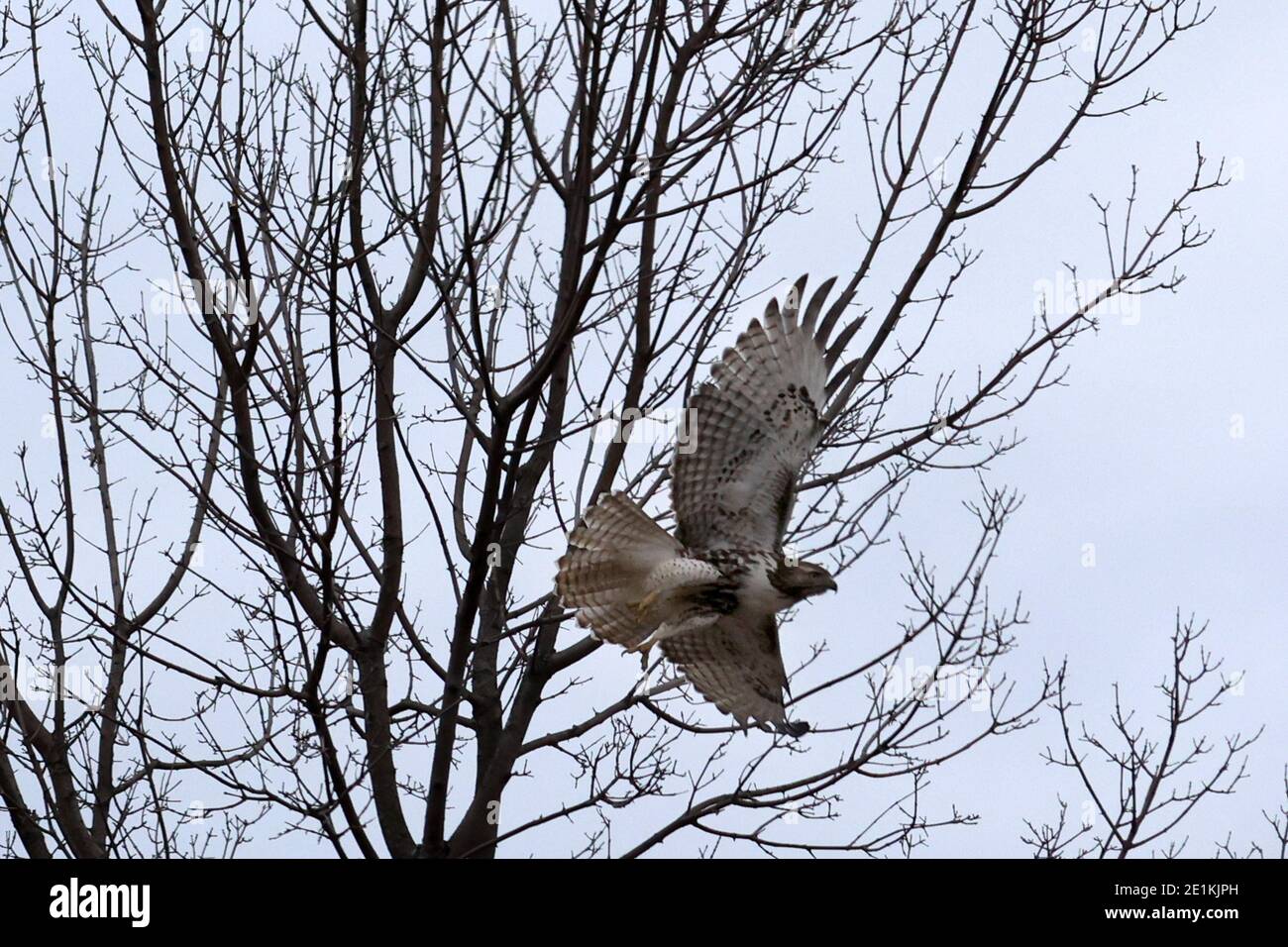 Red Tailed Hawk Juveniles flying and landing Stock Photo