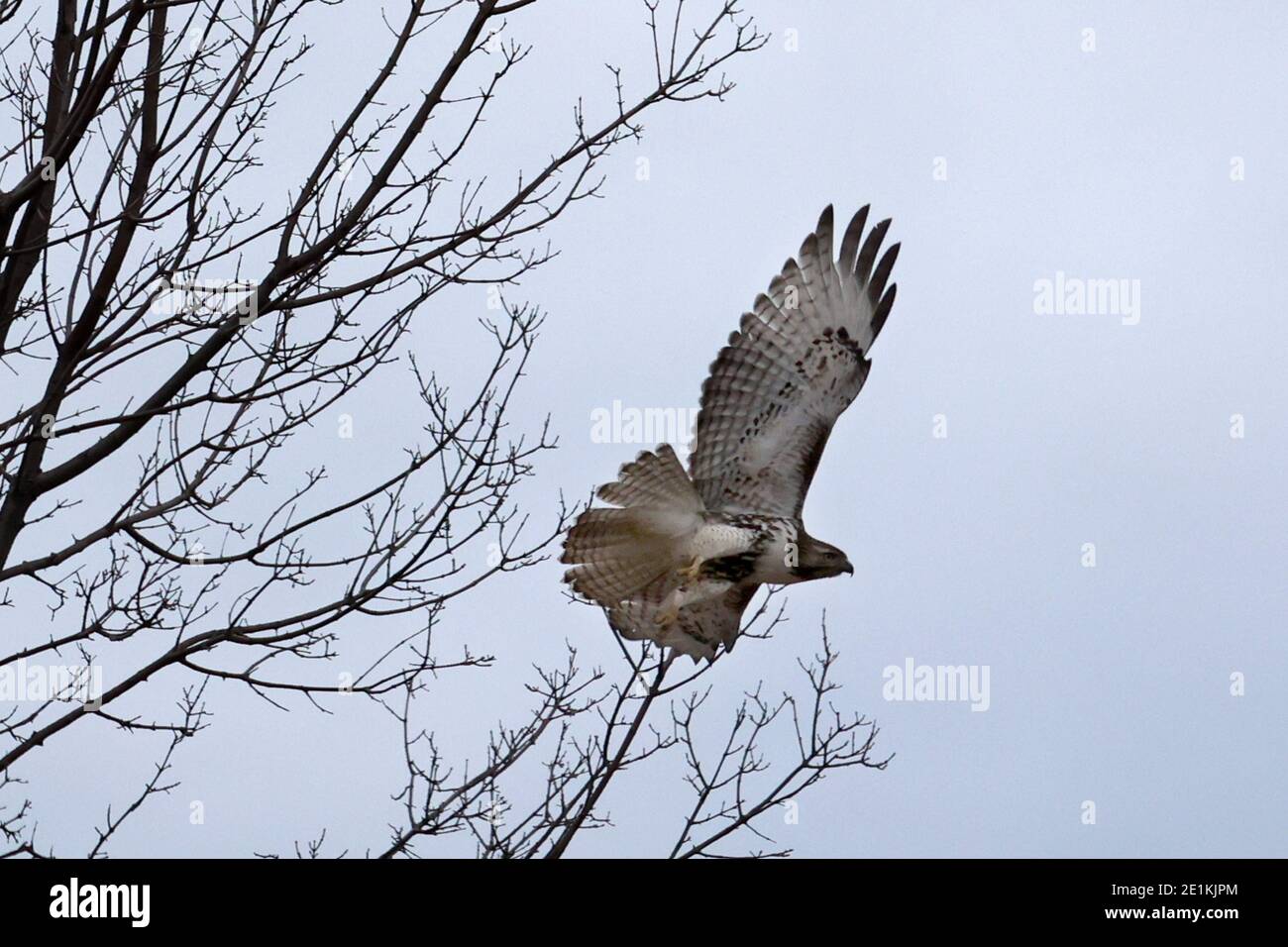 Red Tailed Hawk Juveniles flying and landing Stock Photo