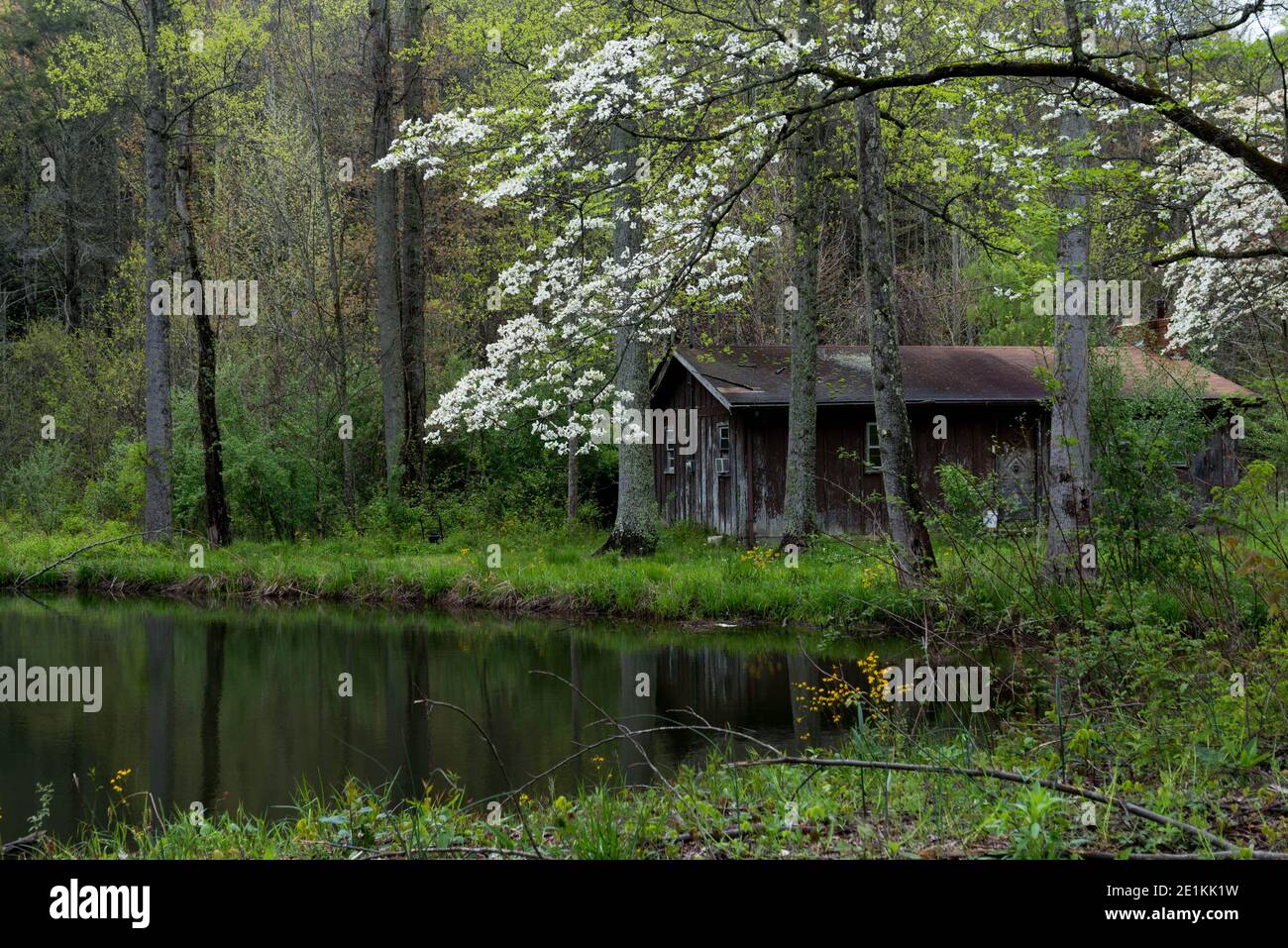 Dogwood Pond High Resolution Stock Photography and Images - Alamy