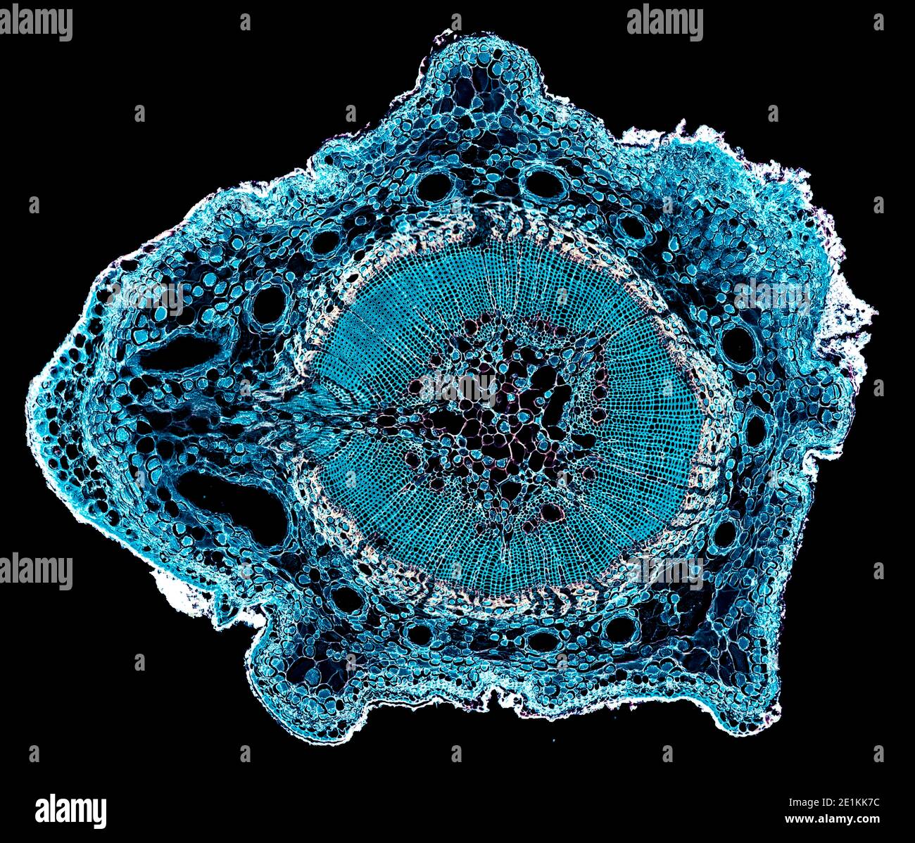 cross section cut under the microscope – microscopic view of plant ...