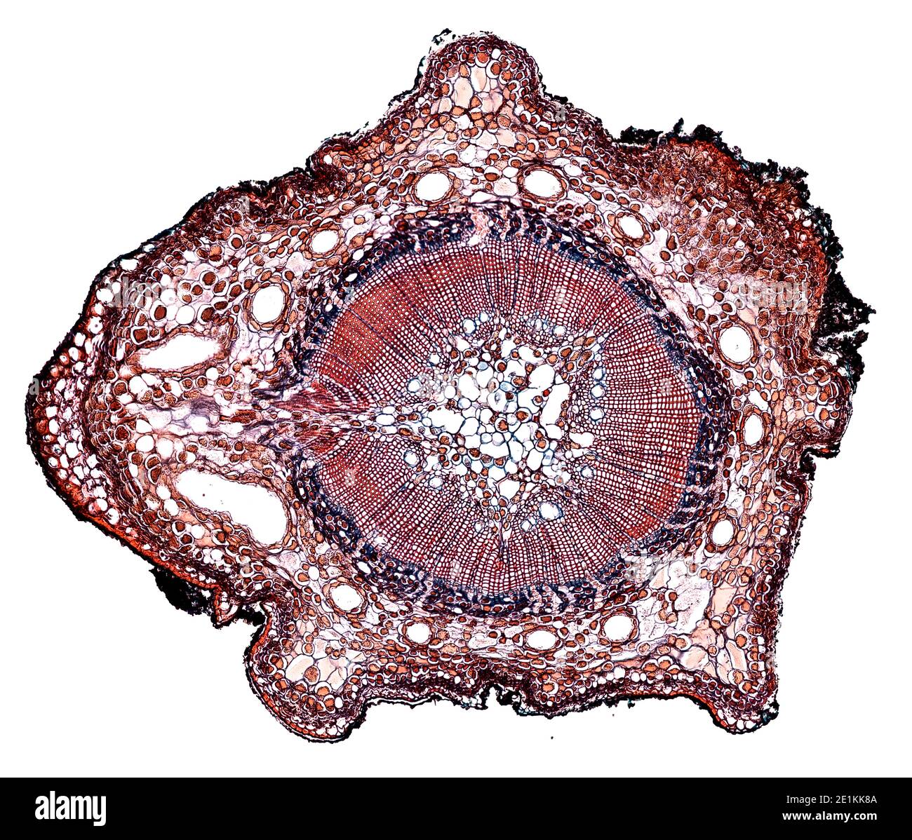 cross section cut under the microscope – microscopic view of plant ...