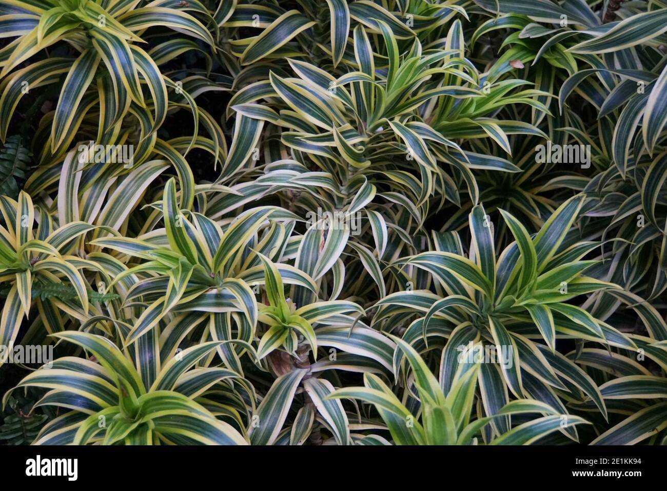 dracaena marginata gieen Dracaena Marginata | 110cm | Online kaufen