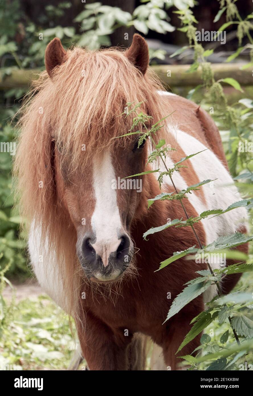 Close-up of a chestnut and white pony with long mane in paddock looking at camera Stock Photo