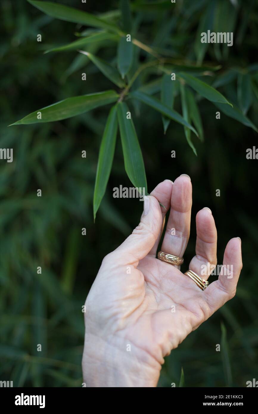 Hand of a woman, delicately holding a leaf that is attached to a bamboo plant. Stock Photo
