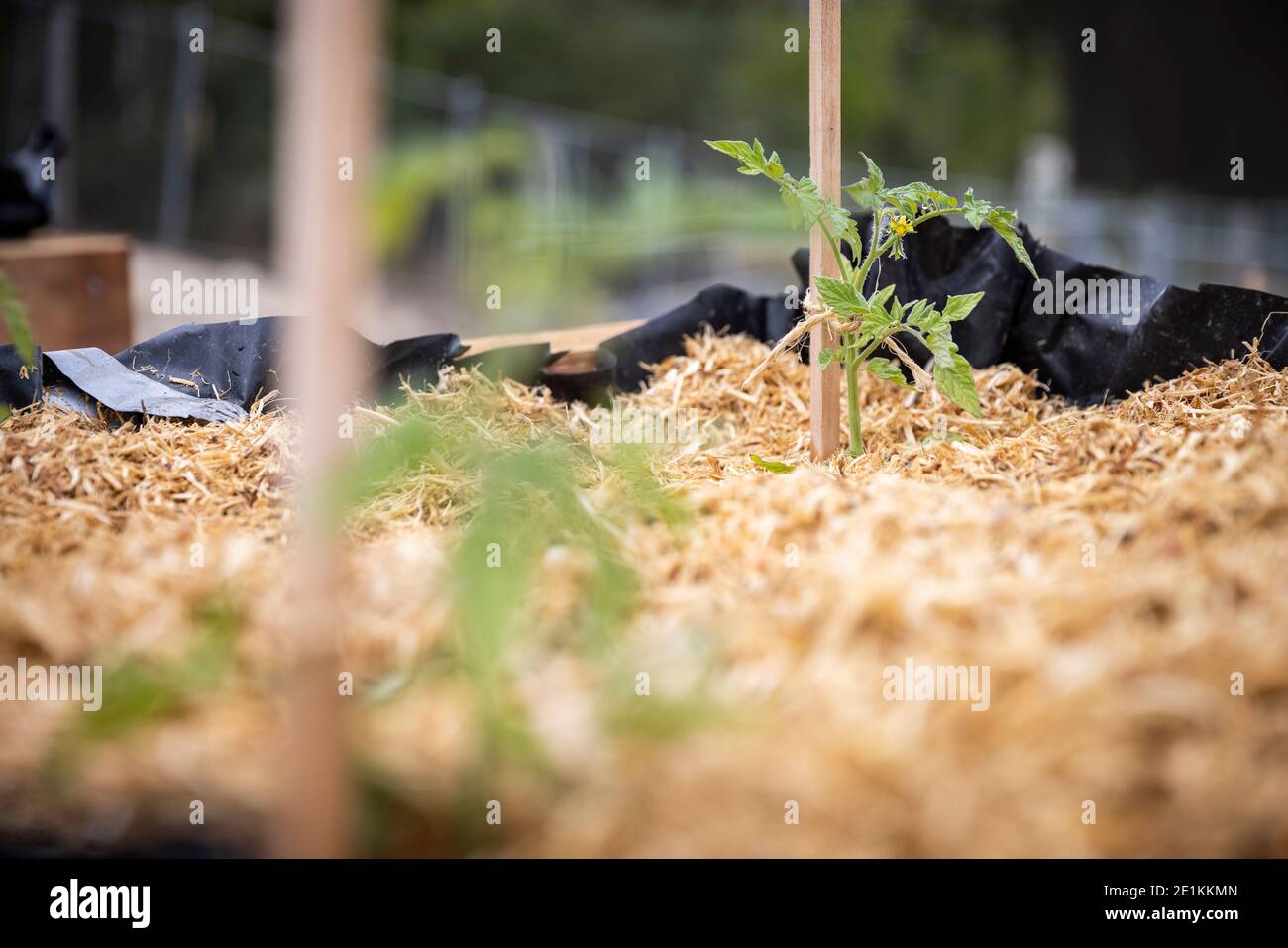 Tomatoe plants in a raised vegetable garden bed, surrounded by pea