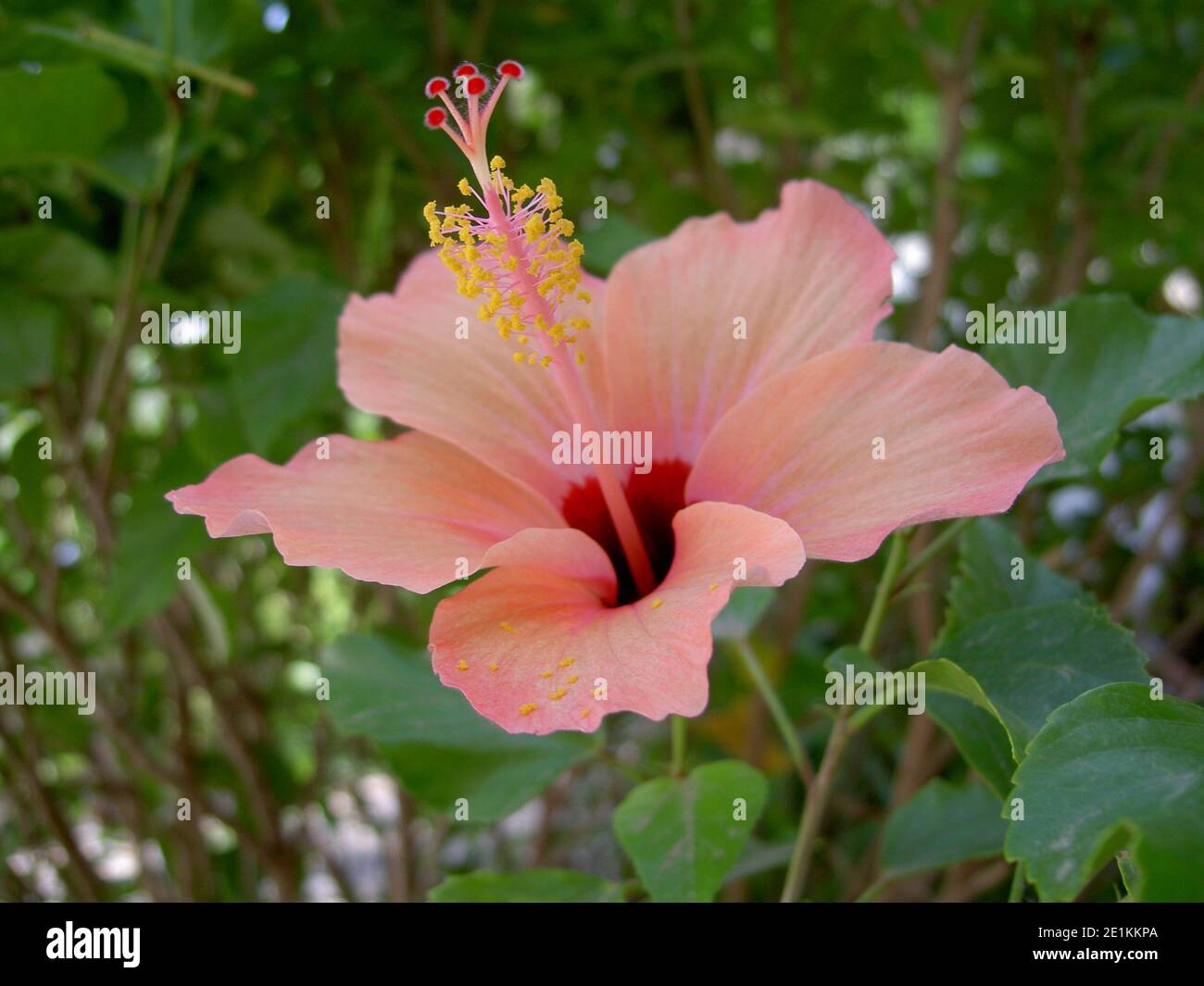 Hibiscus, a large beautiful flower, is a member of the mallow family Malvaceae. It is a hardy plant, likes warm climates and is easy to grow. Stock Photo