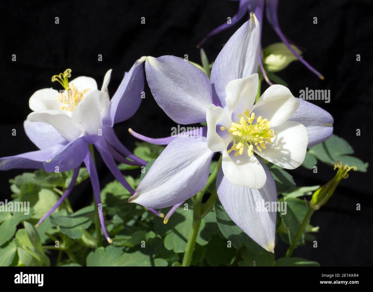 These are blue and white flowers of a plant commonly known as a Columbine, of the genus Aquilegia. It is a perennial. Stock Photo