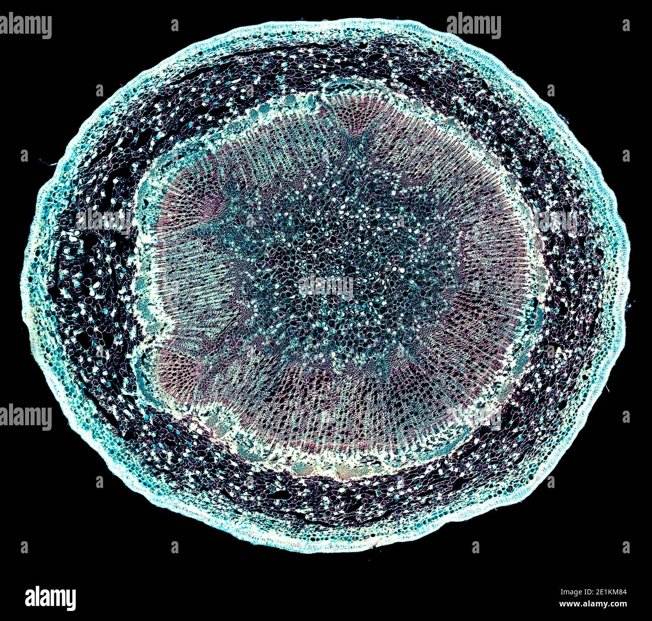 cross section cut under the microscope – microscopic view of plant ...