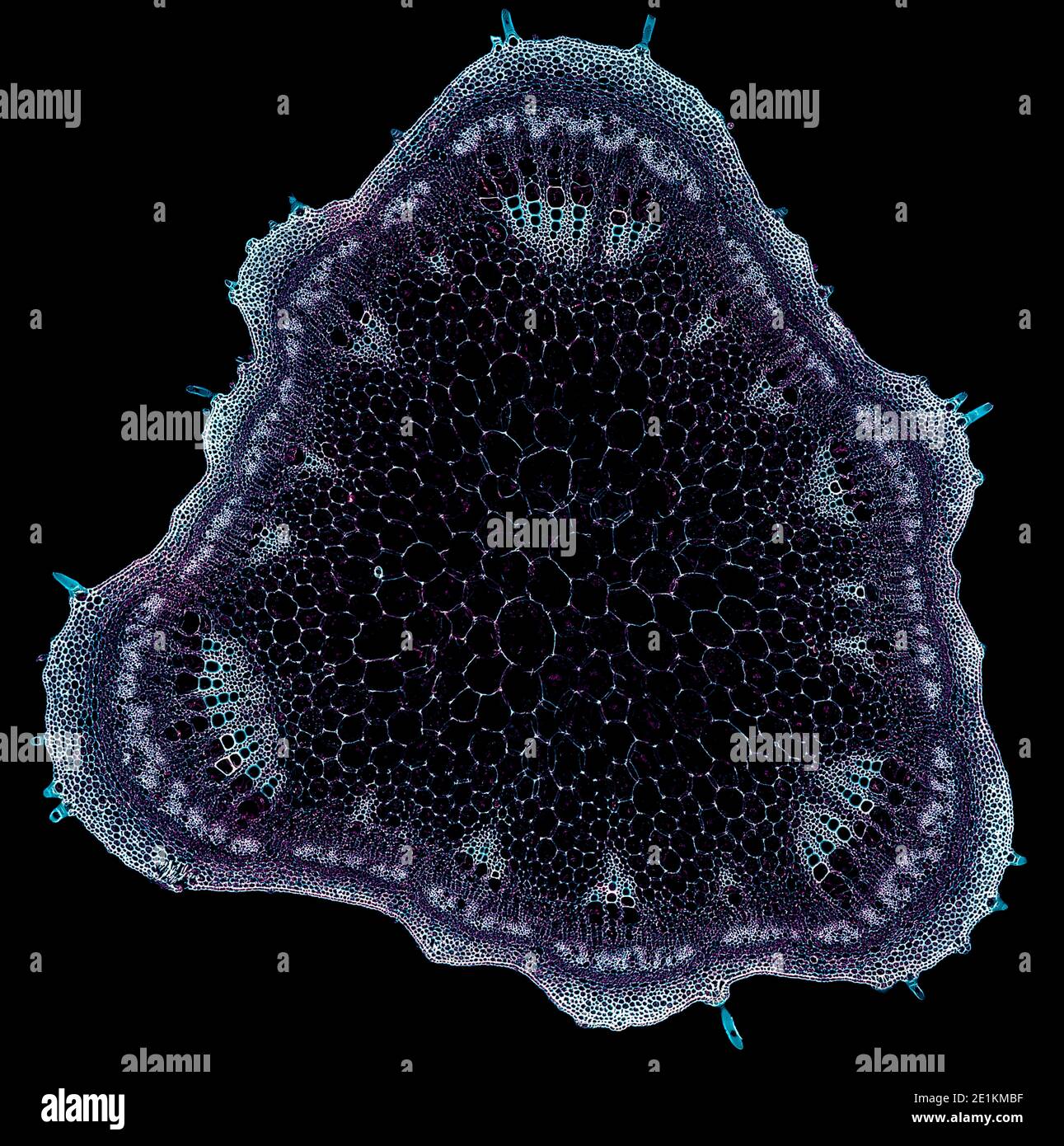 cross section cut under the microscope microscopic view of plant