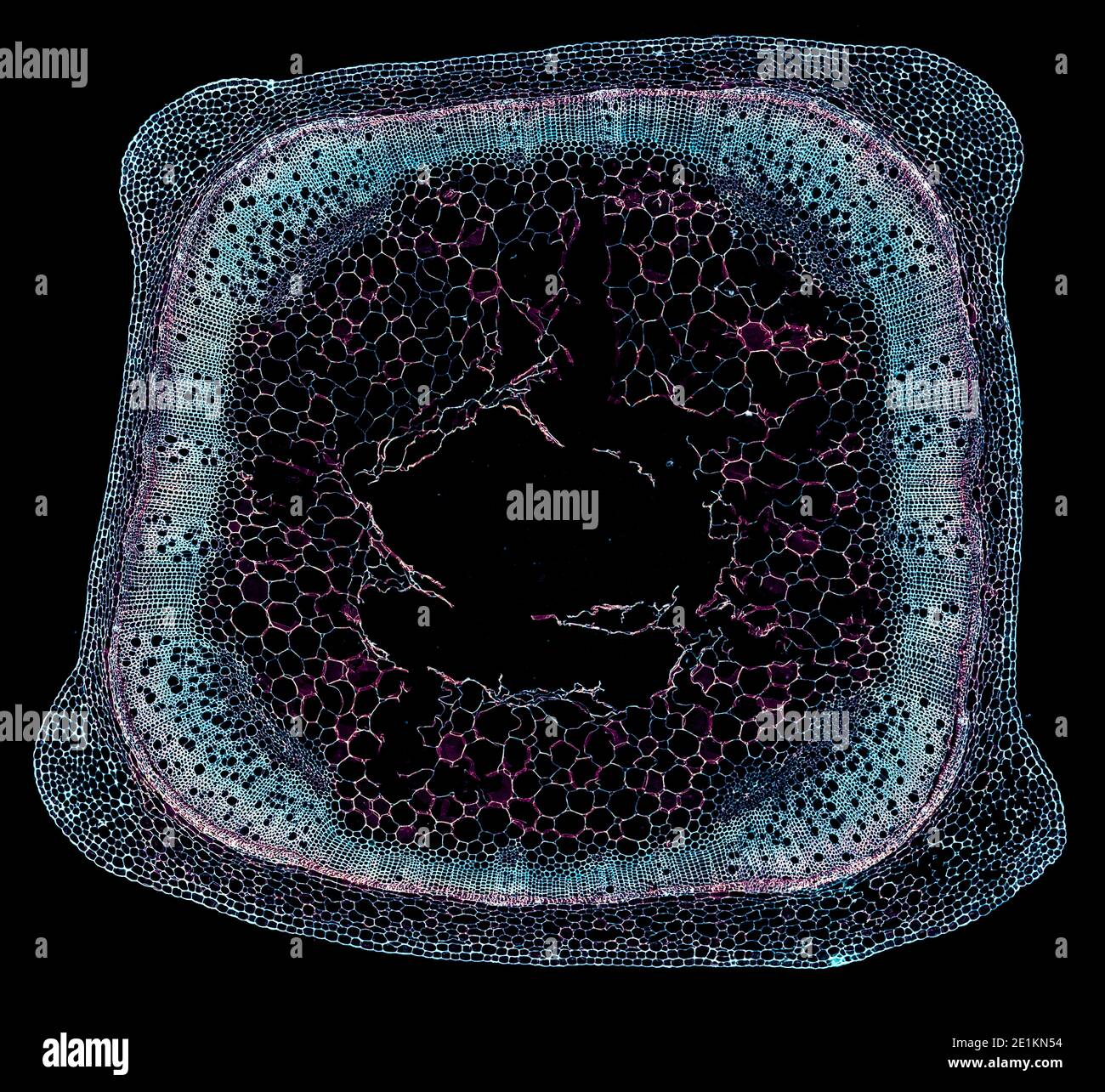 cross section cut under the microscope – microscopic view of plant ...