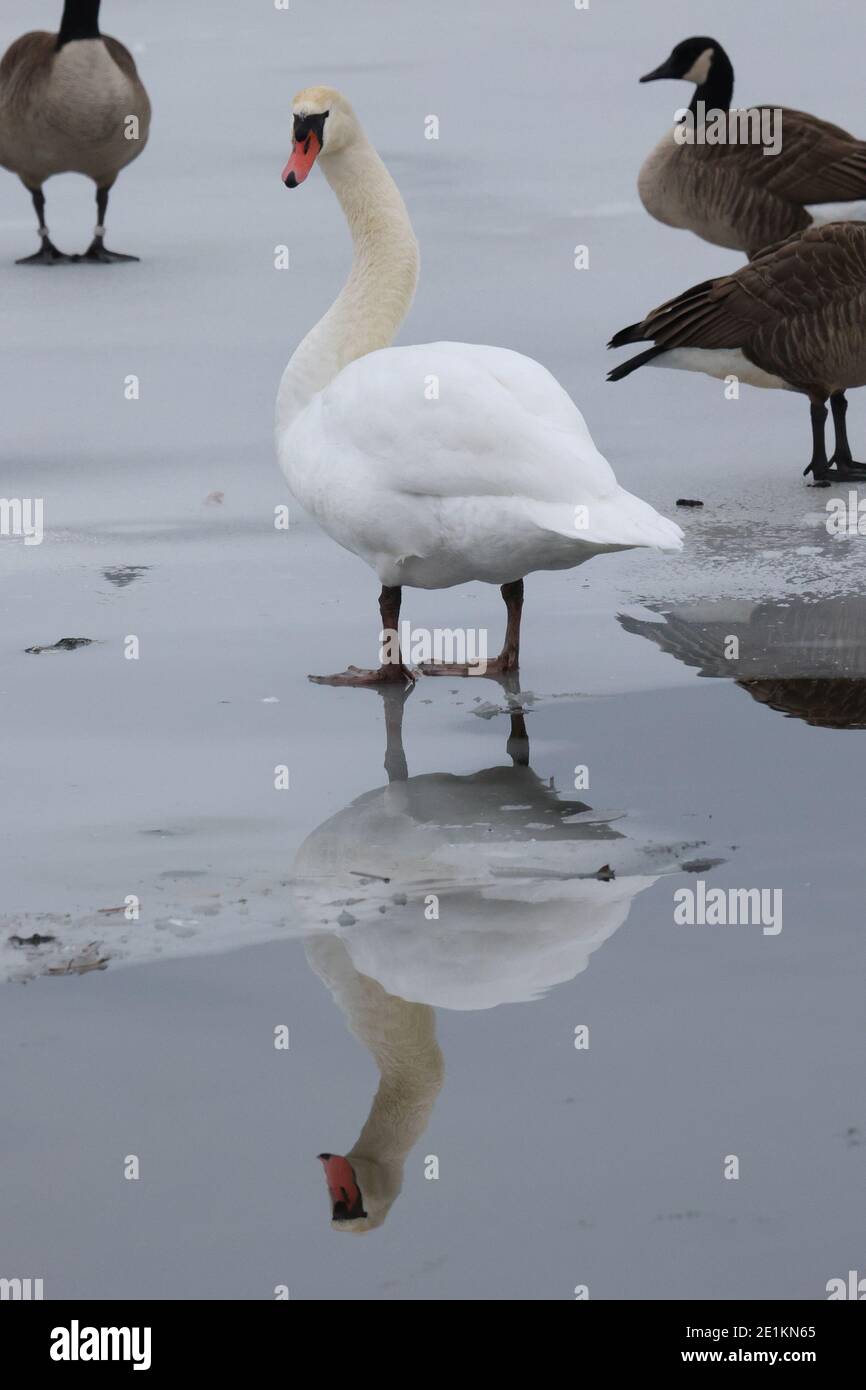 Mute Swans in winter in icy lake Stock Photo
