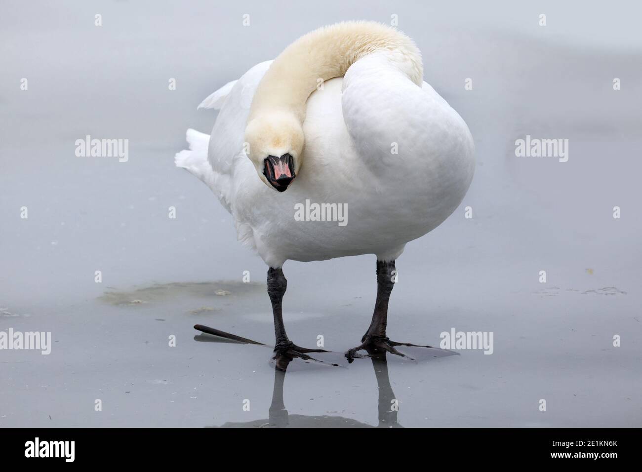 Mute Swans in winter in icy lake Stock Photo