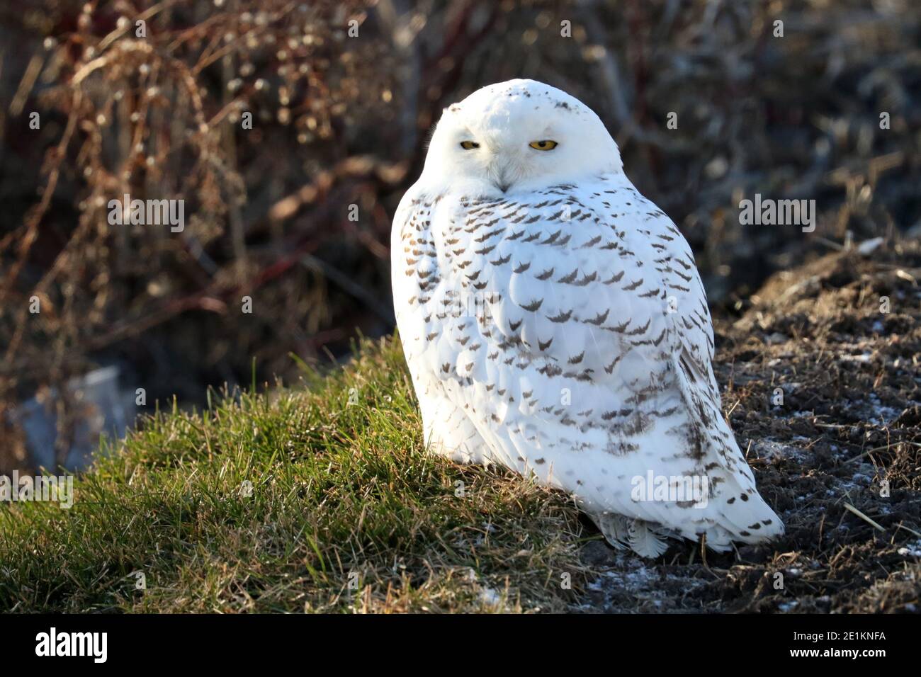Female Snowy Owl perched on building or ground Stock Photo