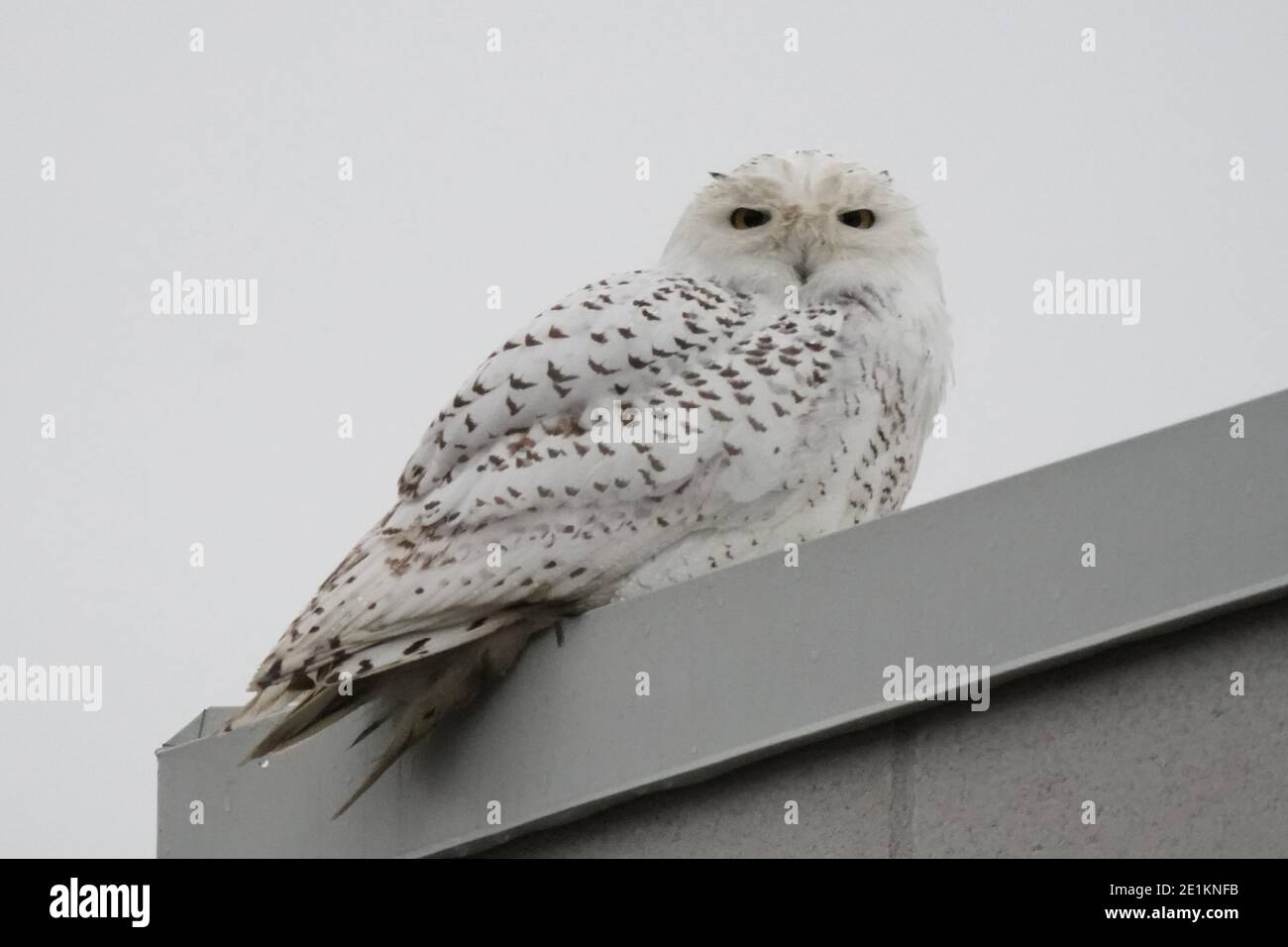 Female Snowy Owl perched on building or ground Stock Photo