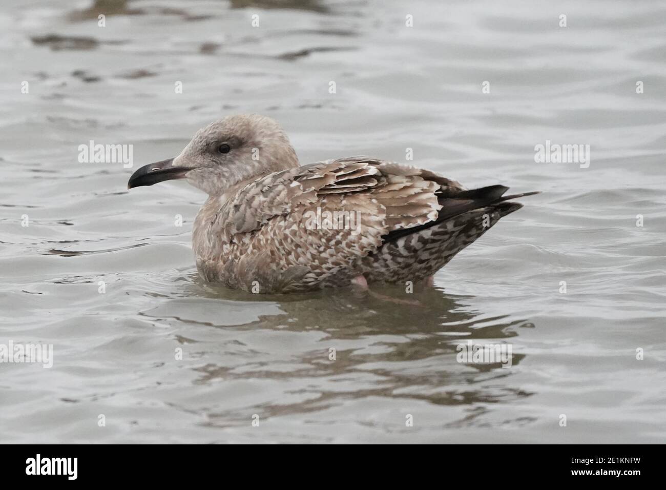 Non Navigable High Resolution Stock Photography And Images Alamy