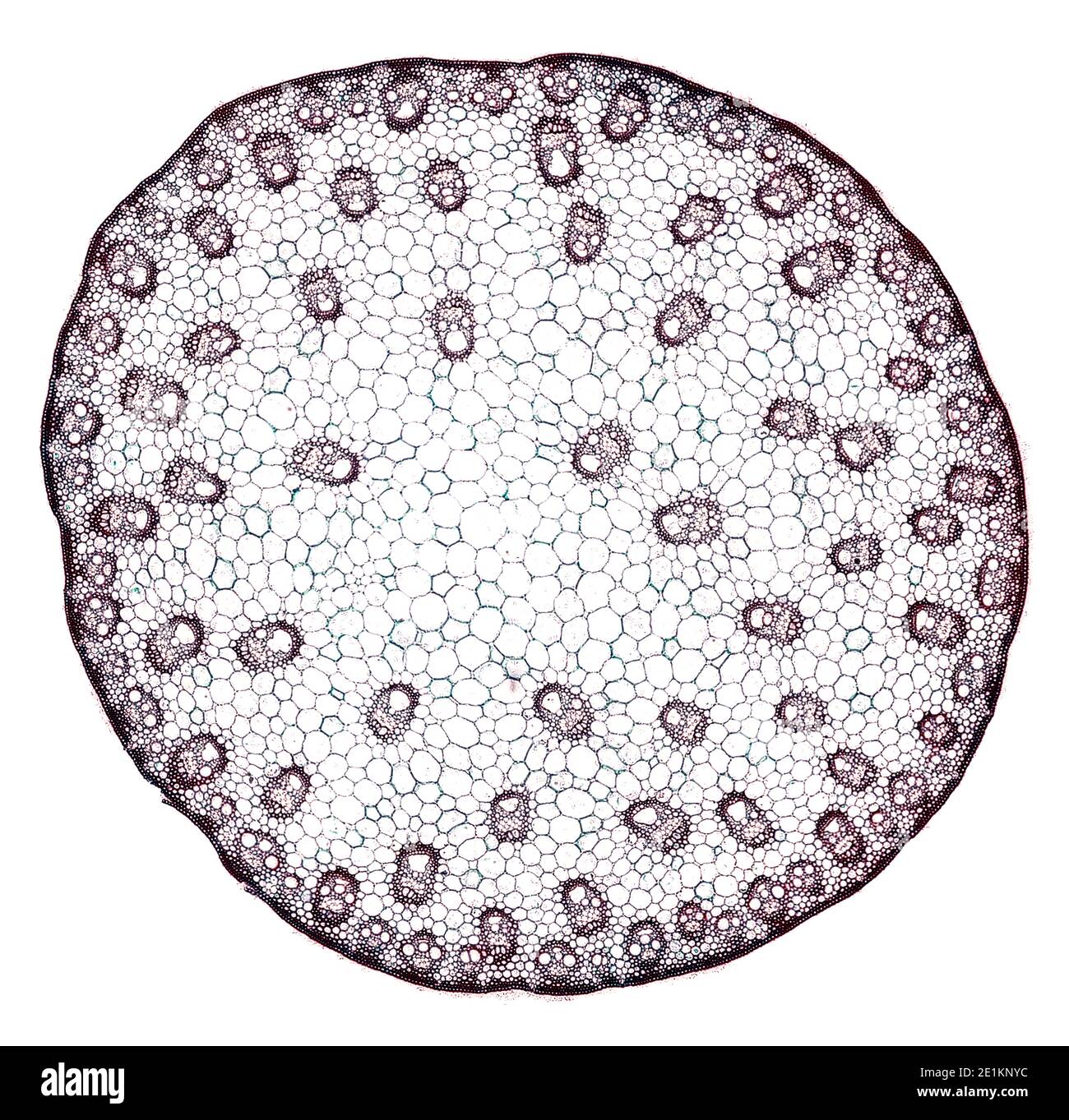 Cross Section Cut Under The Microscope Microscopic View Of Plant Cells For Botanic Education Stock Photo Alamy