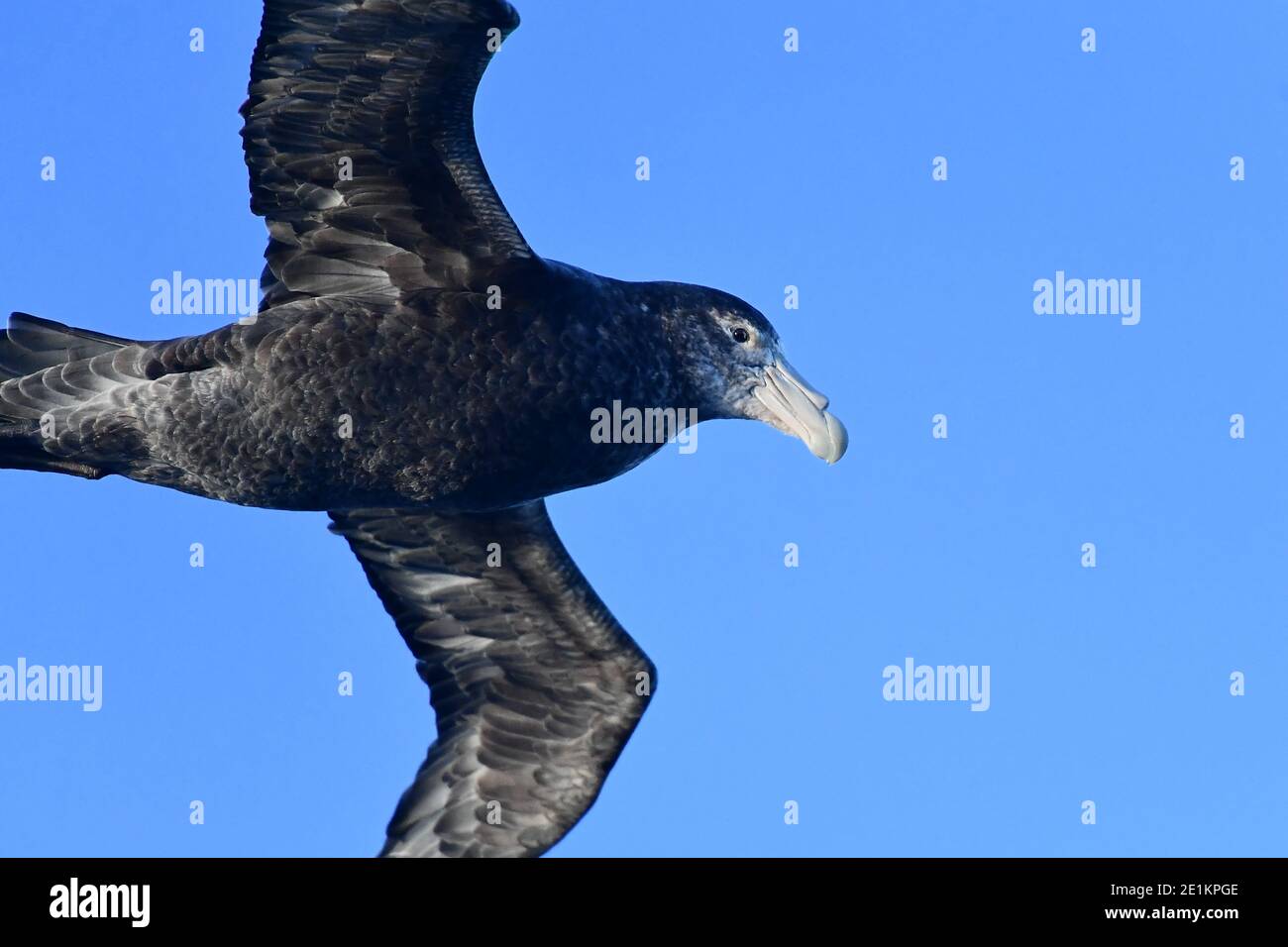 Giant petrel seabird, soars with the wind currents of the South Atlantic Ocean in the Southern Hemisphere. Stock Photo
