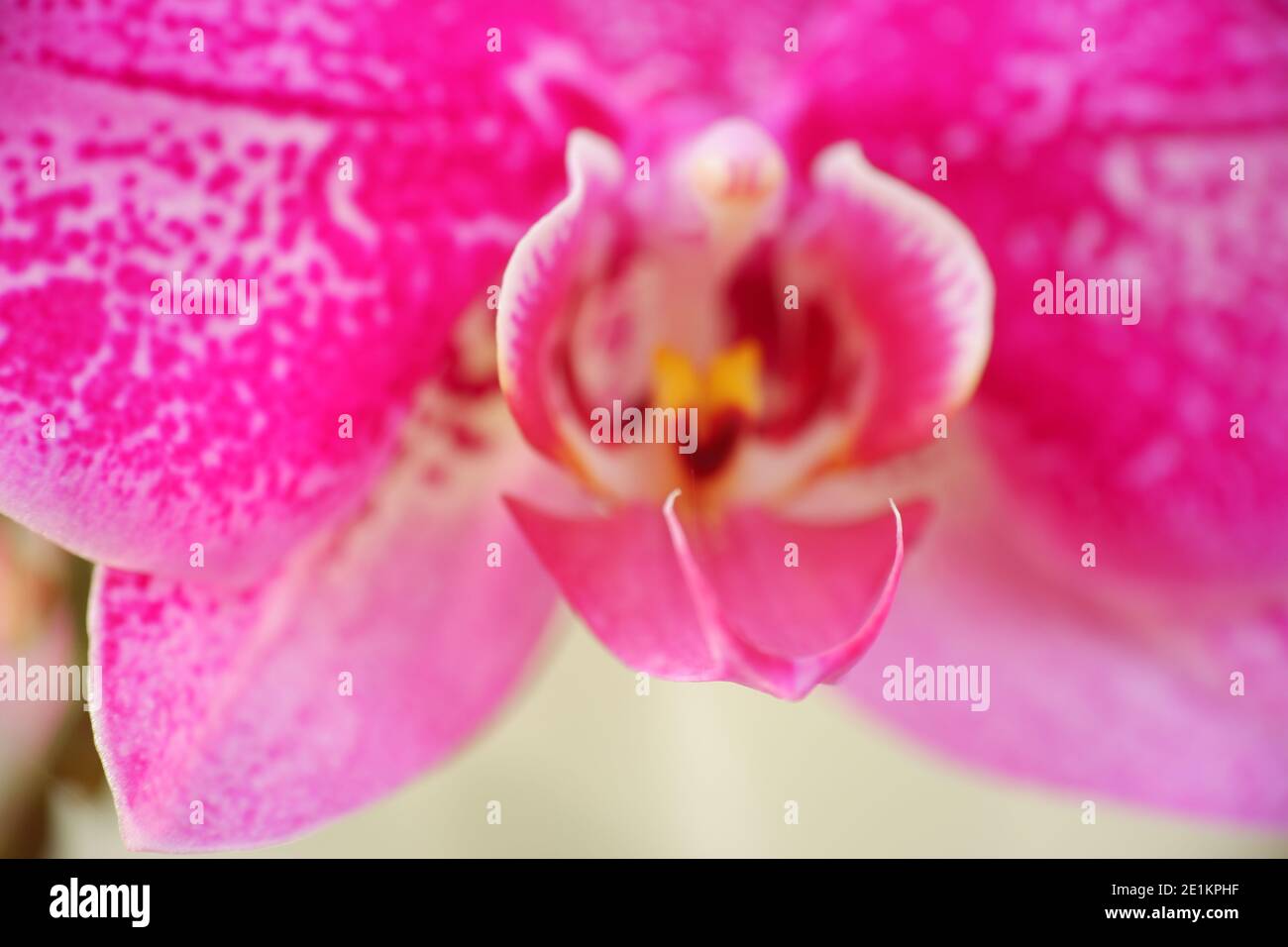 defocuse close up detail macro structure of purple dendrobium orchid flower, out of focus Stock Photo
