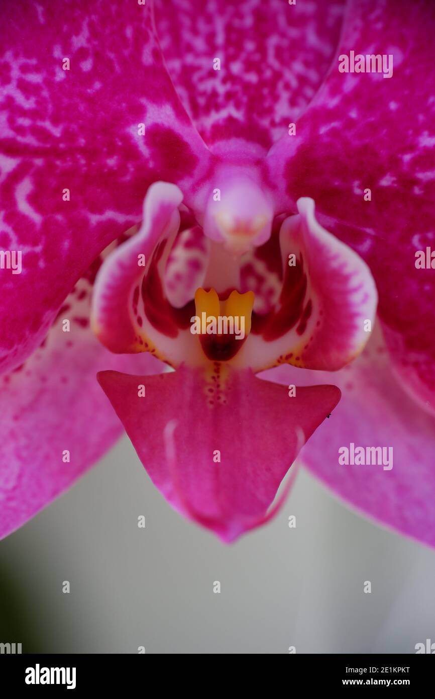 defocuse close up detail macro structure of purple dendrobium orchid flower, out of focus Stock Photo
