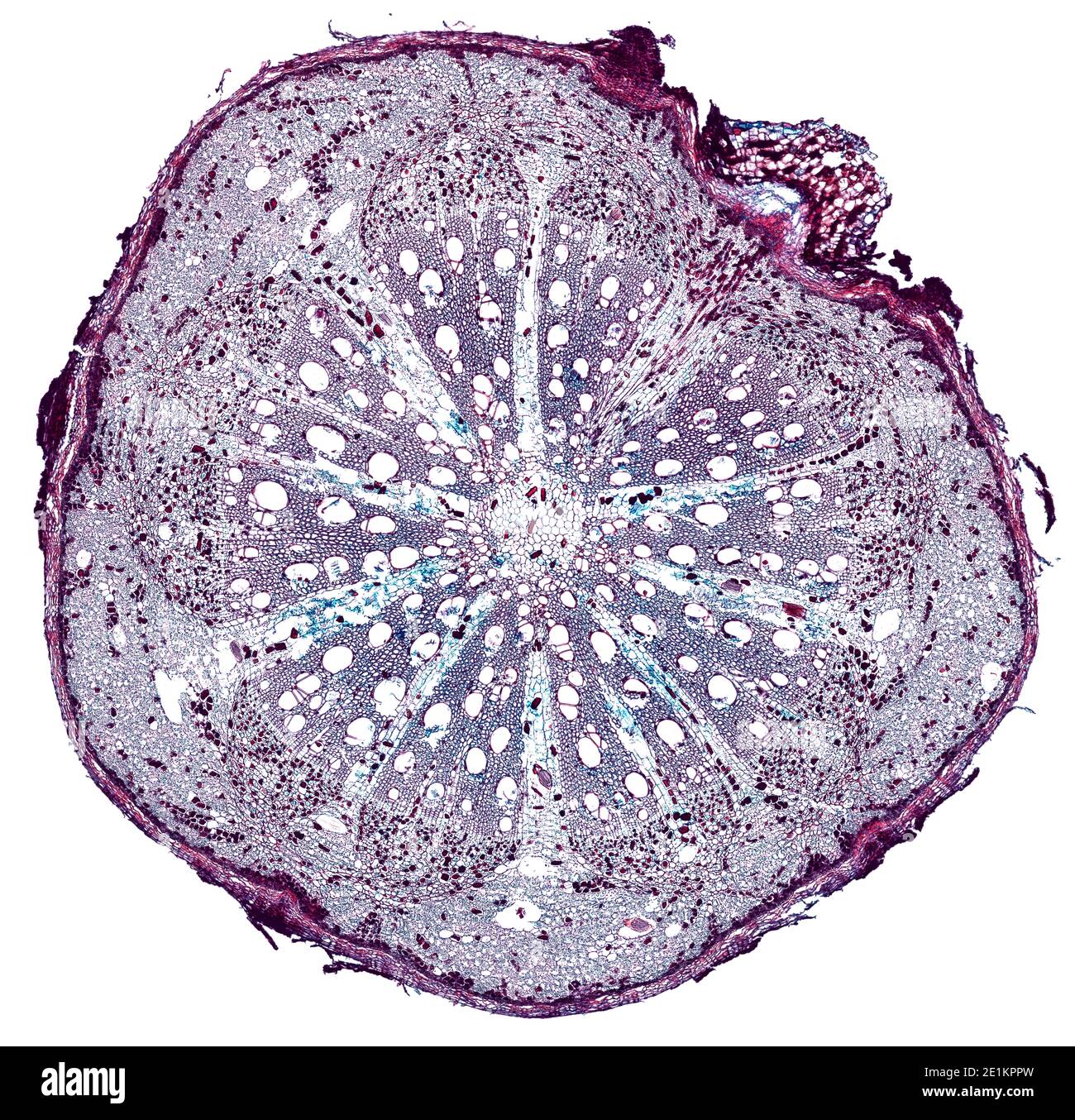 cross section cut under the microscope microscopic view of plant