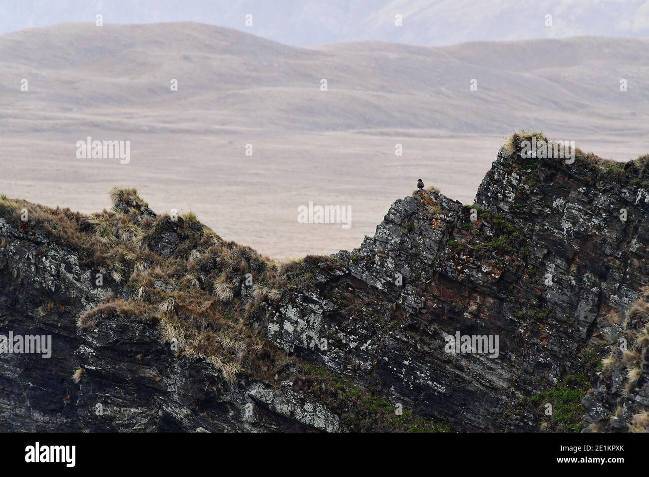 Brown skua (Stercorarius antarcticus) perched on immense, rugged mountainside cliff edges of South Georgia in the Southern Atlantic Ocean. Stock Photo