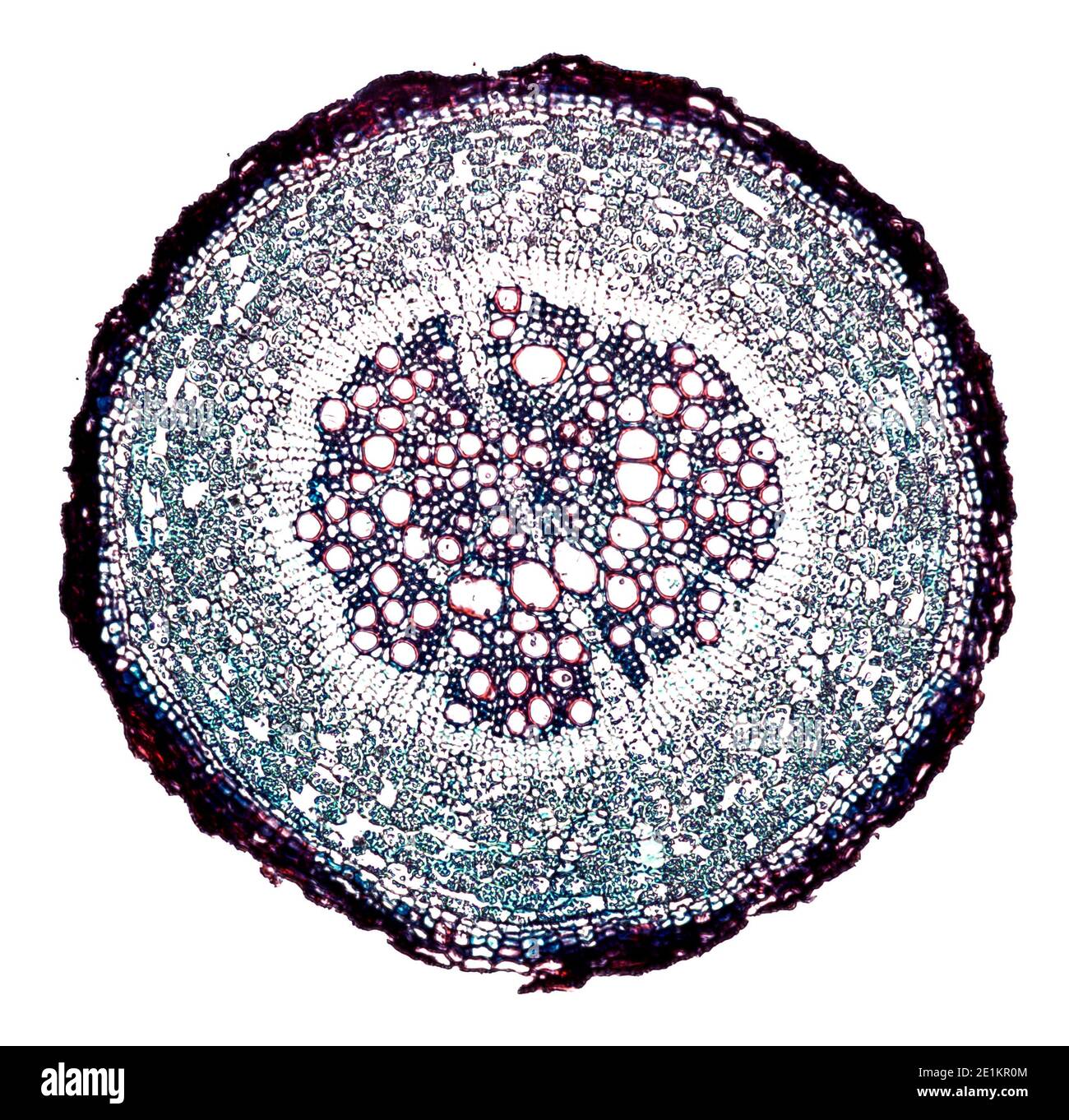 Cruel web Turbine cross section cut under the microscope – microscopic view of plant cells  for botanic education Stock Photo - Alamy