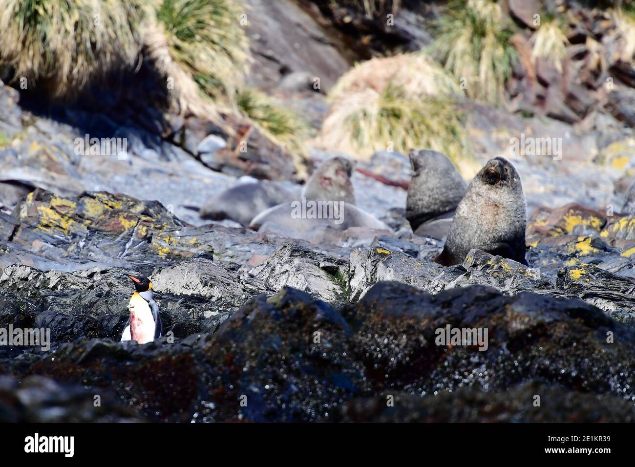 Bloody penguins hi-res stock photography and images - Alamy