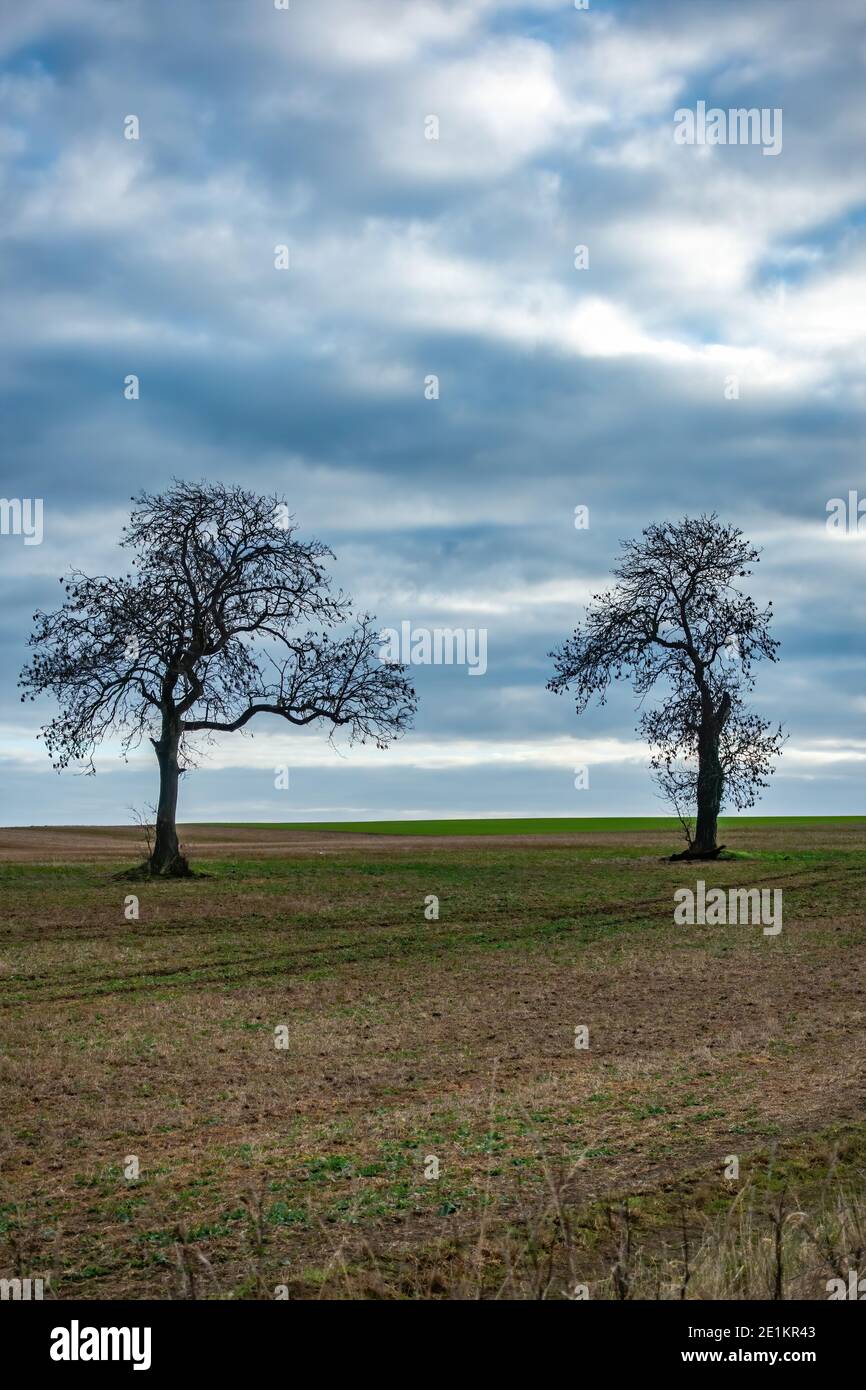two trees silhouetted against the skyline in winter Stock Photo