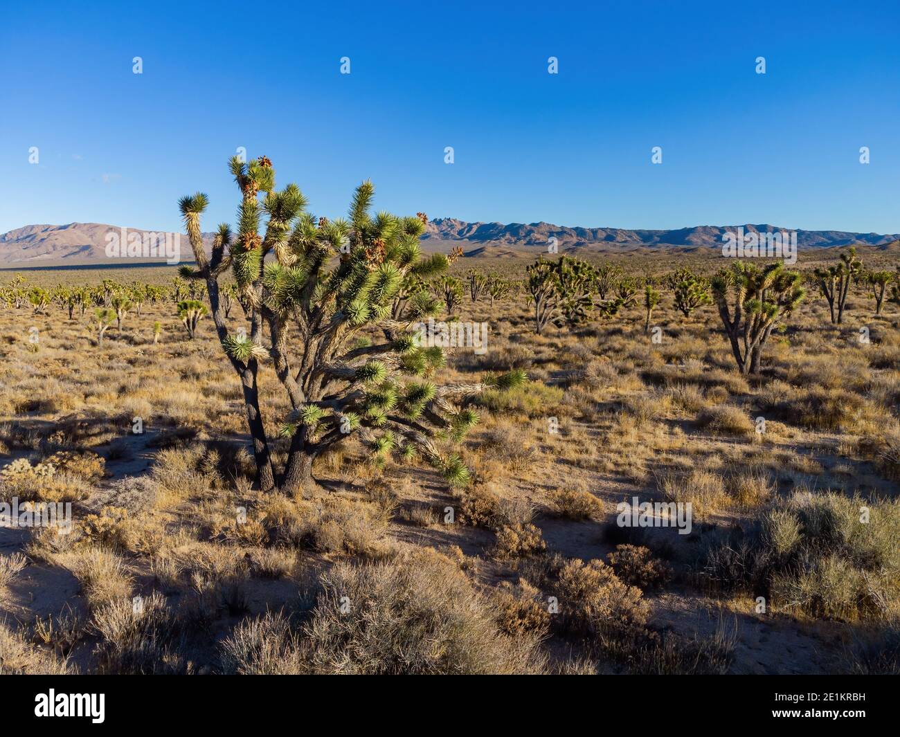 Aerial view of many joshua tree in rural land at California Stock Photo