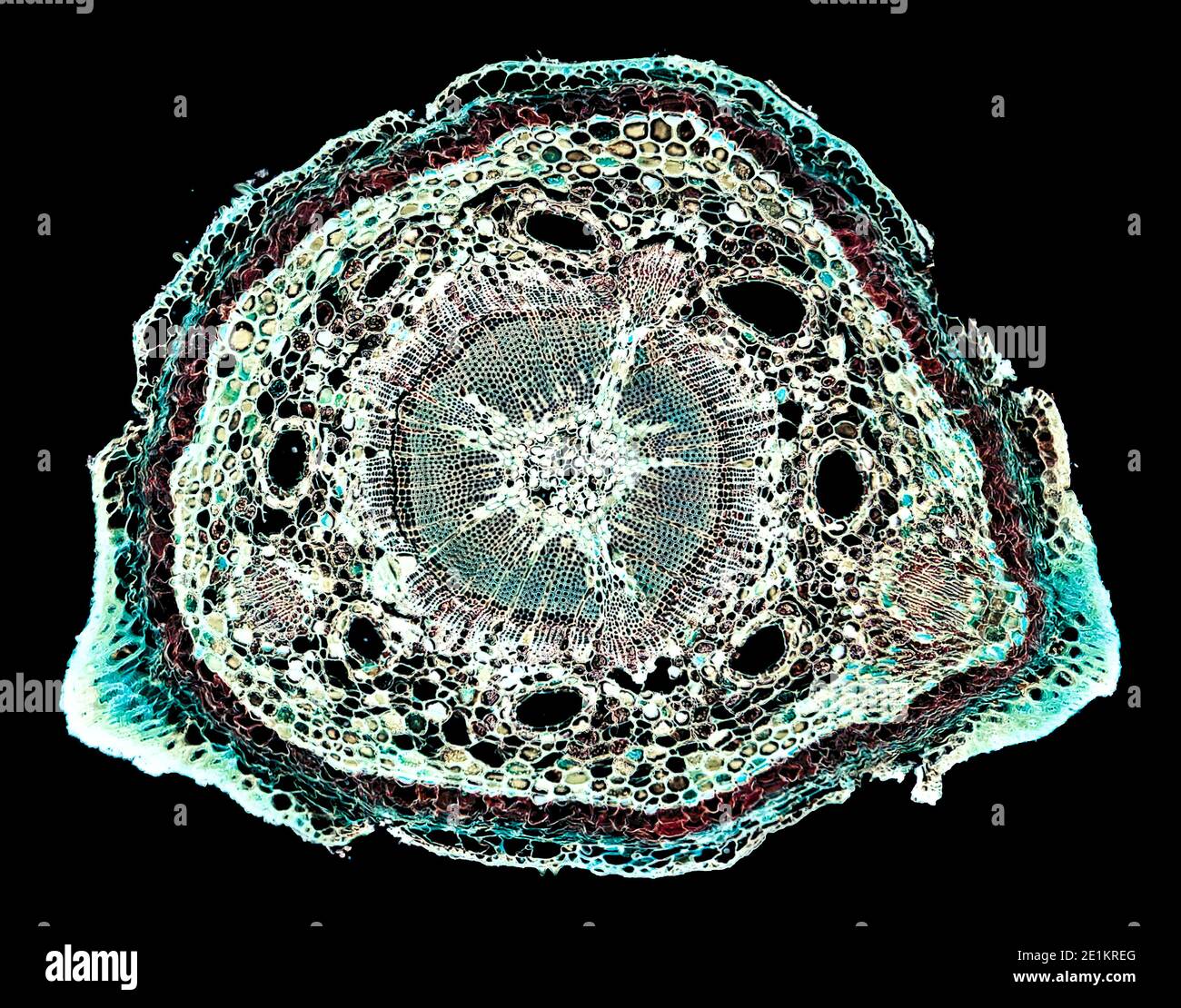 cross section cut under the microscope microscopic view of plant