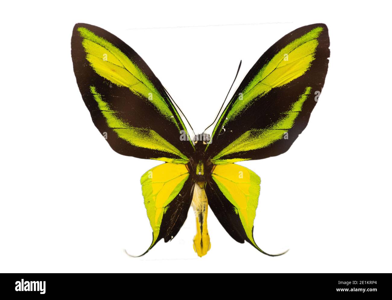 Ornithoptera paradisea hi-res stock photography and images - Alamy