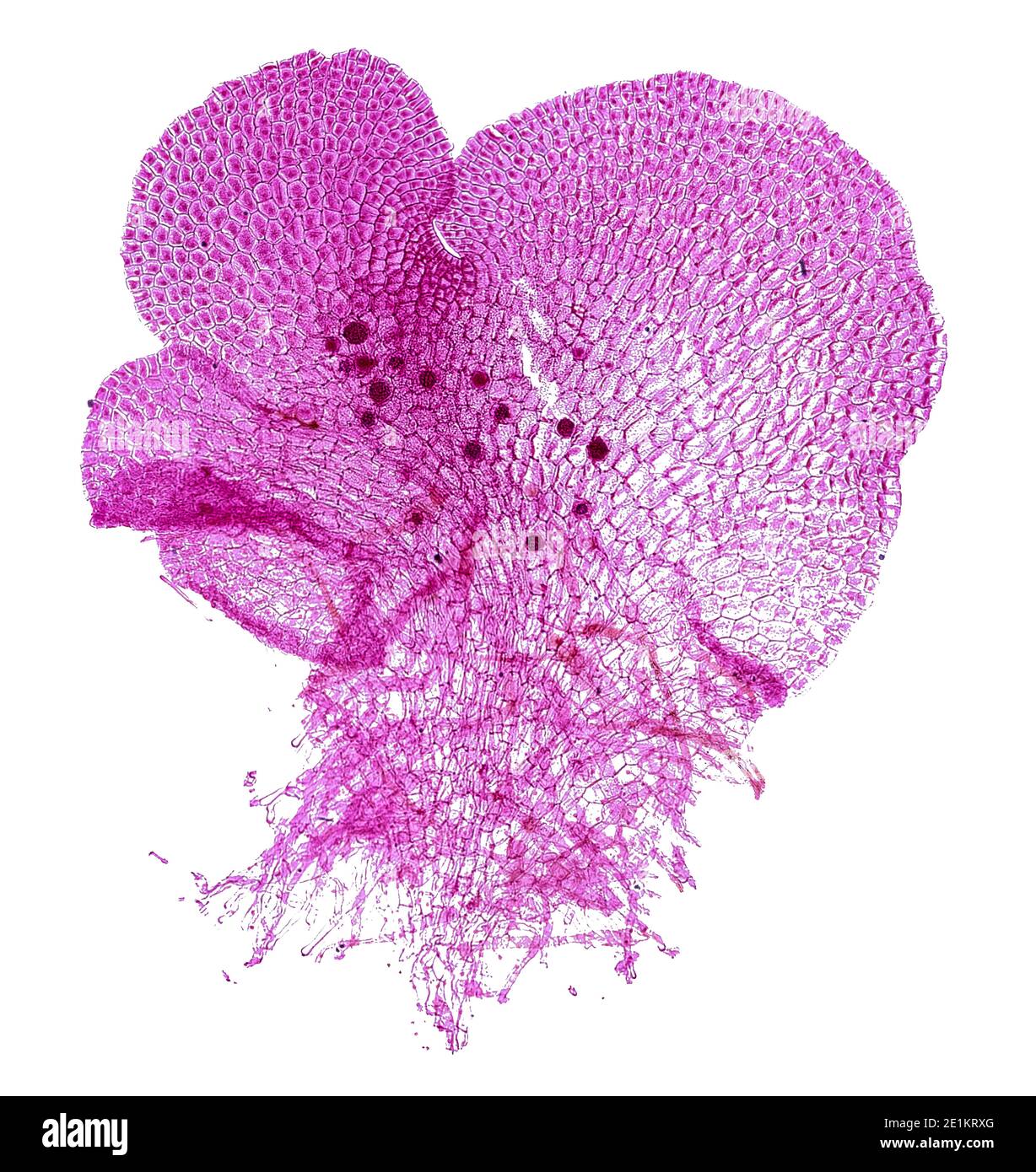 cross section cut under the microscope microscopic view of plant