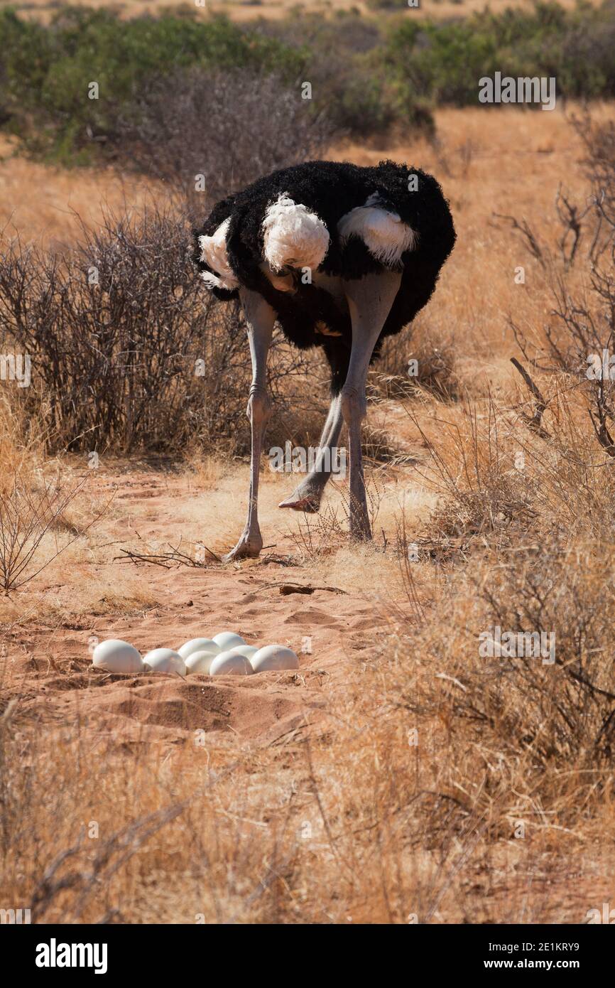 Female Somali ostrich (Struthio molybdophanes) with eggs in her nest, also known as the blue-necked ostrich, is a large flightless bird native to the Stock Photo